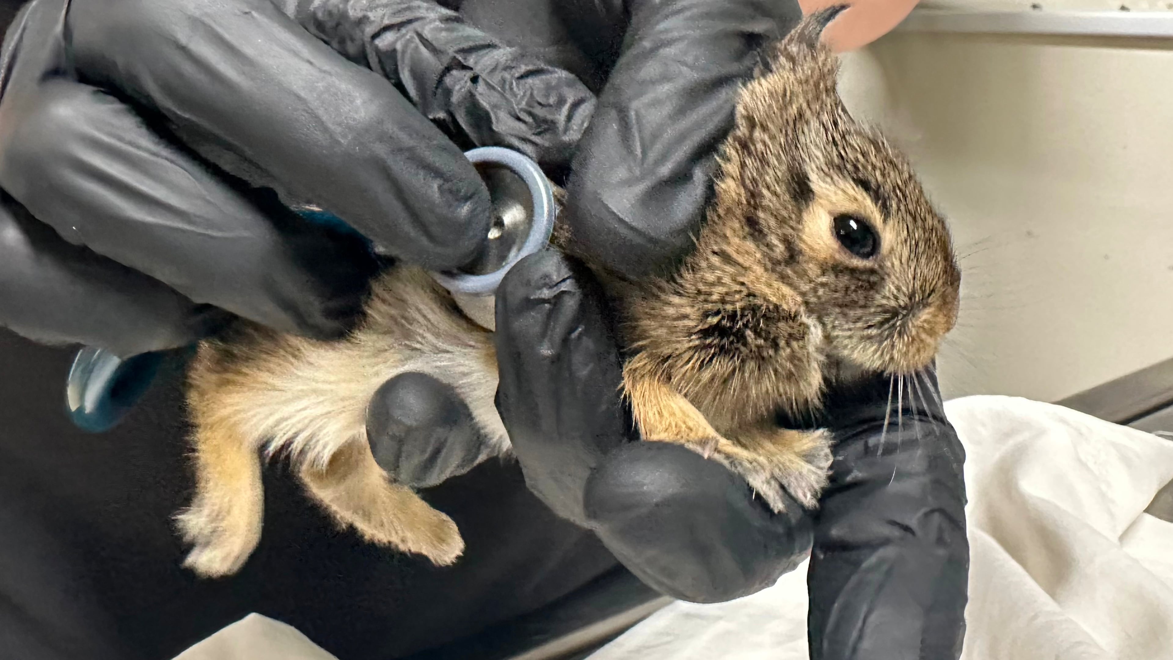 Wildlife Rehabilitation Center of Minnesota medical director Dr. Agnes Hutchinson examines a baby rabbit that was brought into the center in Roseville, Minn., Thursday, April 30, 2026. (AP Photo/Mark Vancleave)
