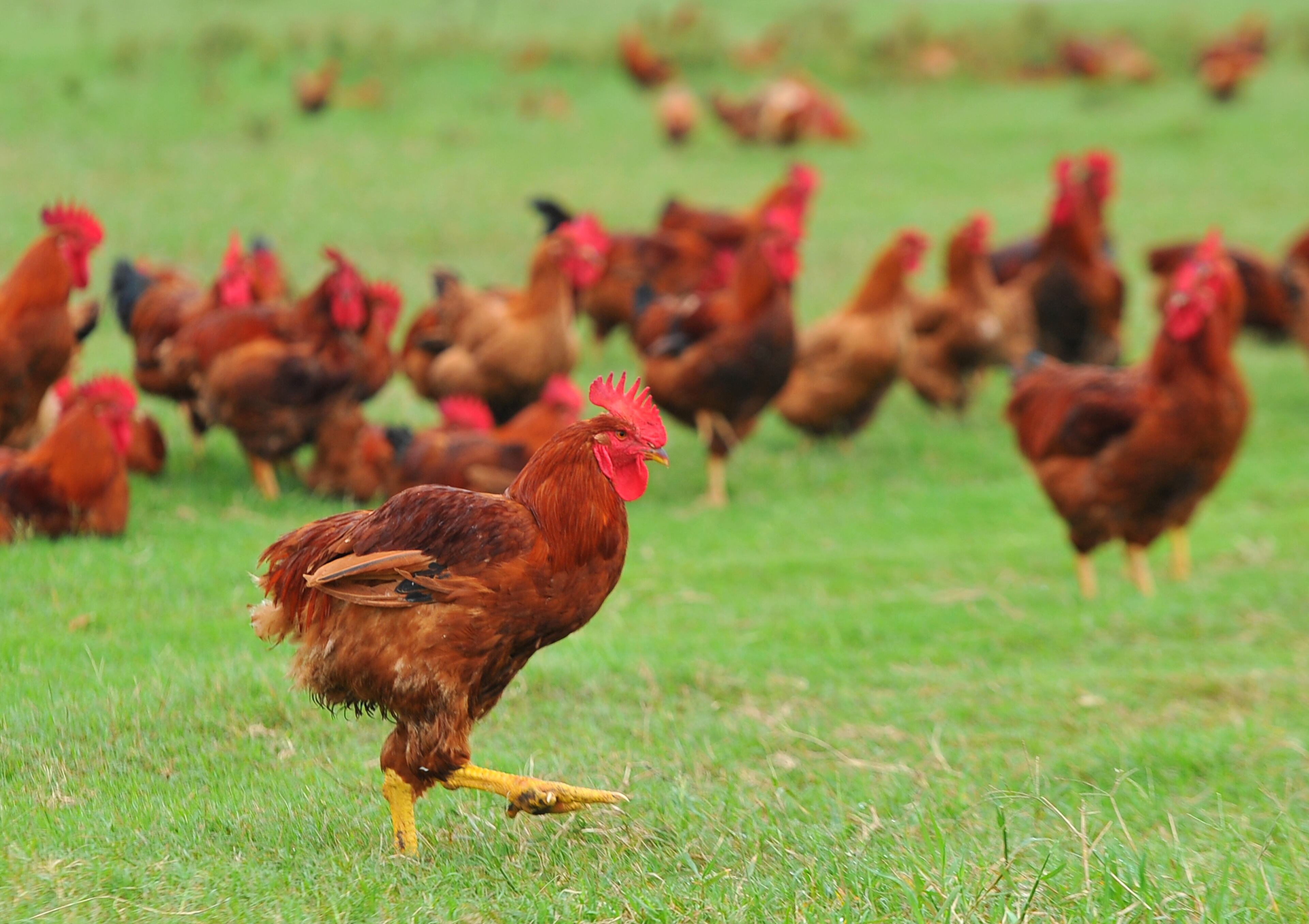 Chickens are brought to the farm the day after they are hatched. After a short time under heat lamps the chickens are free to roam the farm. After 12 weeks the chickens are slaughter onsite in an USDA approved slaughter house. Harris, once an industrial farmer less concerned with animal welfare and more about creating the most meat per acre has come full circle and converted the family farm back to the way his great-great grandfather farmed the land. "I believe in creating an environment in which animals can express their instinctive behavior" said Harris.