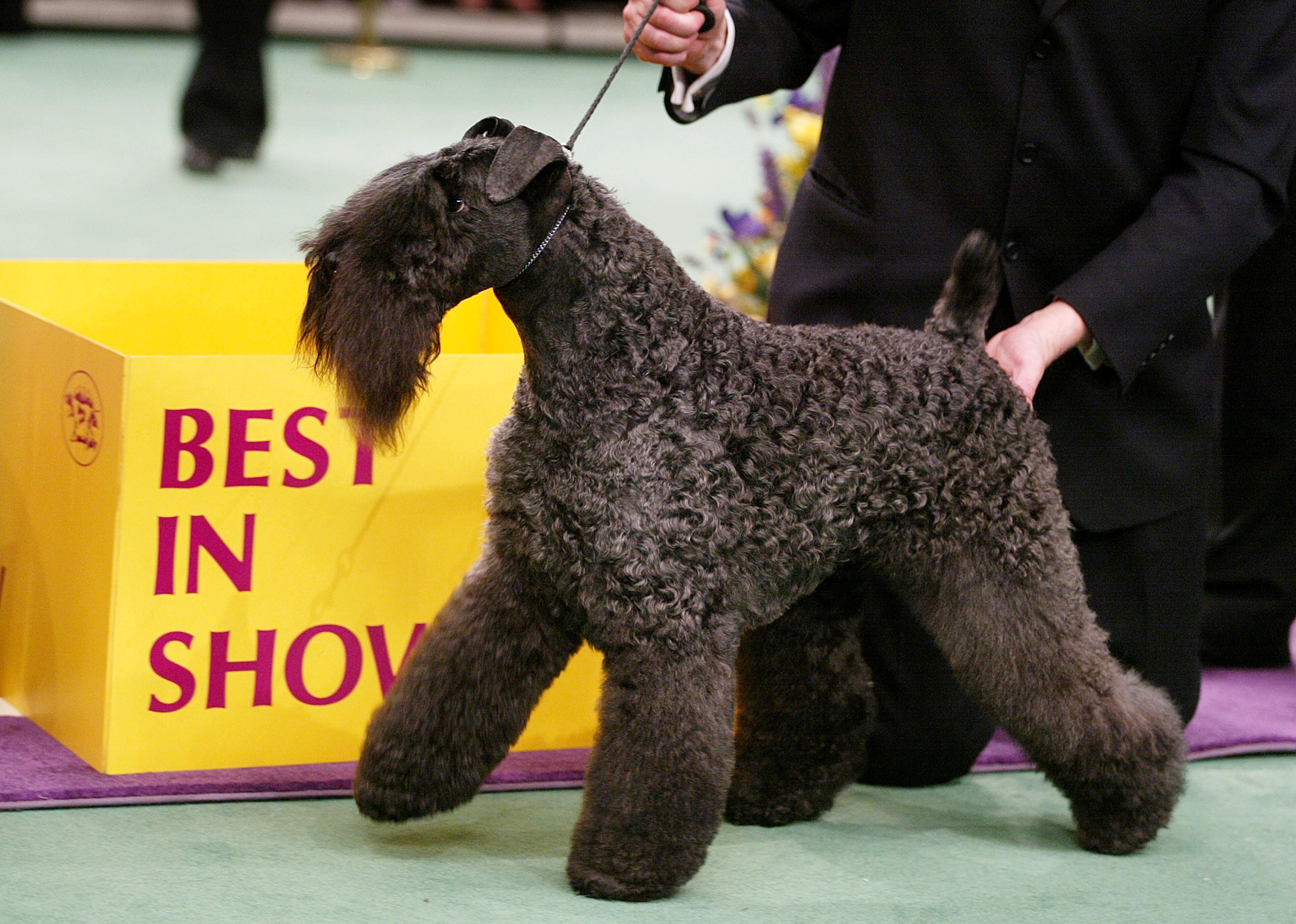 NEW YORK - FEBRUARY 11: Kerry blue terrier Torums Scarf Michael, commonly known as Mick, poses after winning the Best of Show award on the final day of the 127th Westminster Kennel Club Dog Show at Madison Square Garden February 11, 2003 in New York City, New York. Over 2600 canines competed in the show. (Photo by Mario Tama/Getty Images)