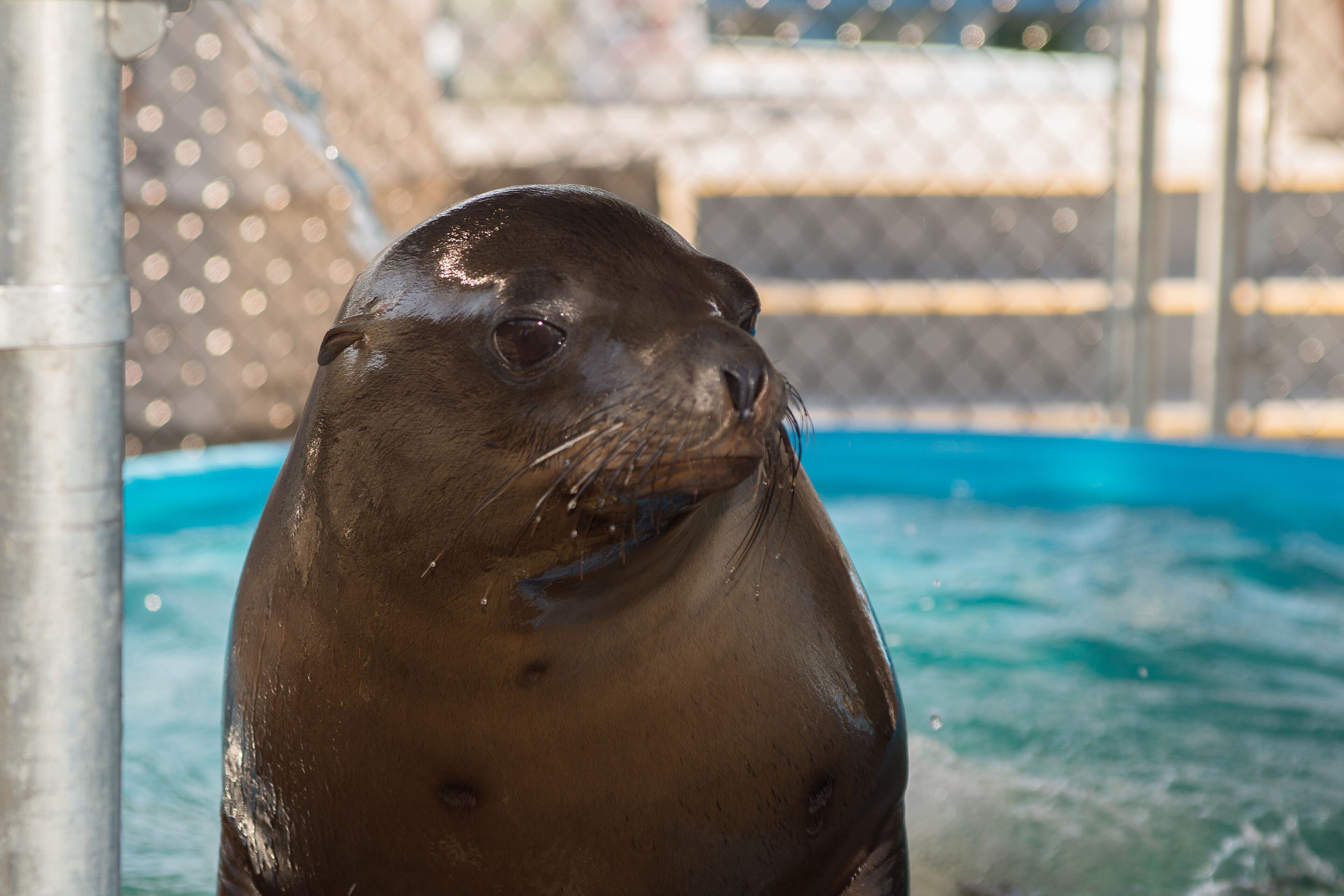 The one-year-old rescued sea lion takes a break from swimming in his temporary home at Six Flags Discovery Kingdom in Vallejo, Ca. Photo Courtesy of Georgia Aquarium