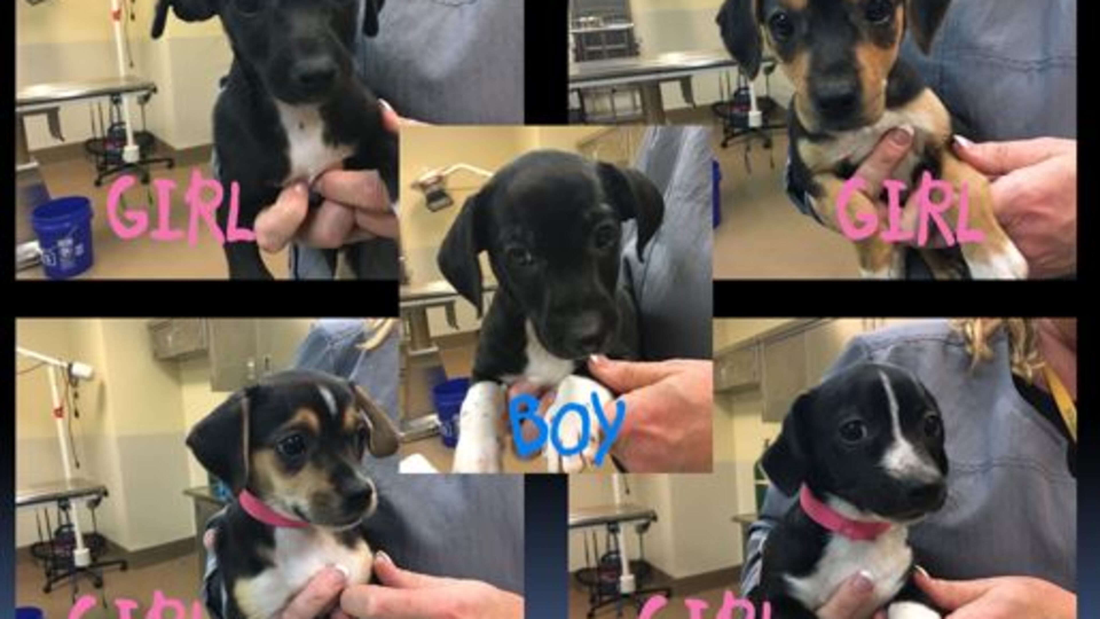 These are some of the beagles that were removed from a Gwinnett County house. (Credit: Gwinnett County police)