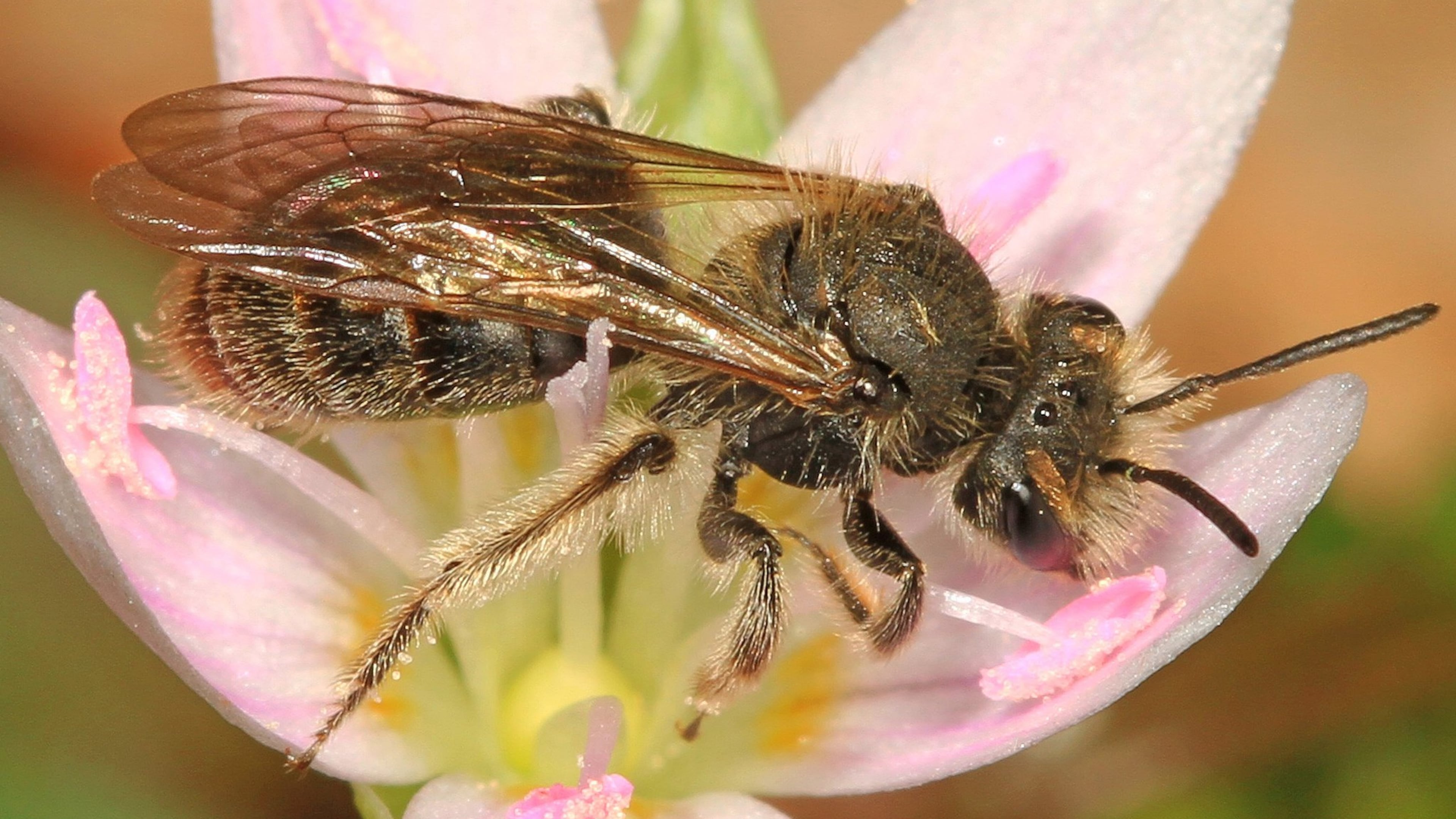 The spring beauty bee, one of some 500 native bee species in Georgia, is a specialist, pollinating the little pink-and-white wildflower known as spring-beauty. The bee’s larvae feed only on the flower’s pink pollen. JUDY GALLAGHER/CREATIVE COMMONS