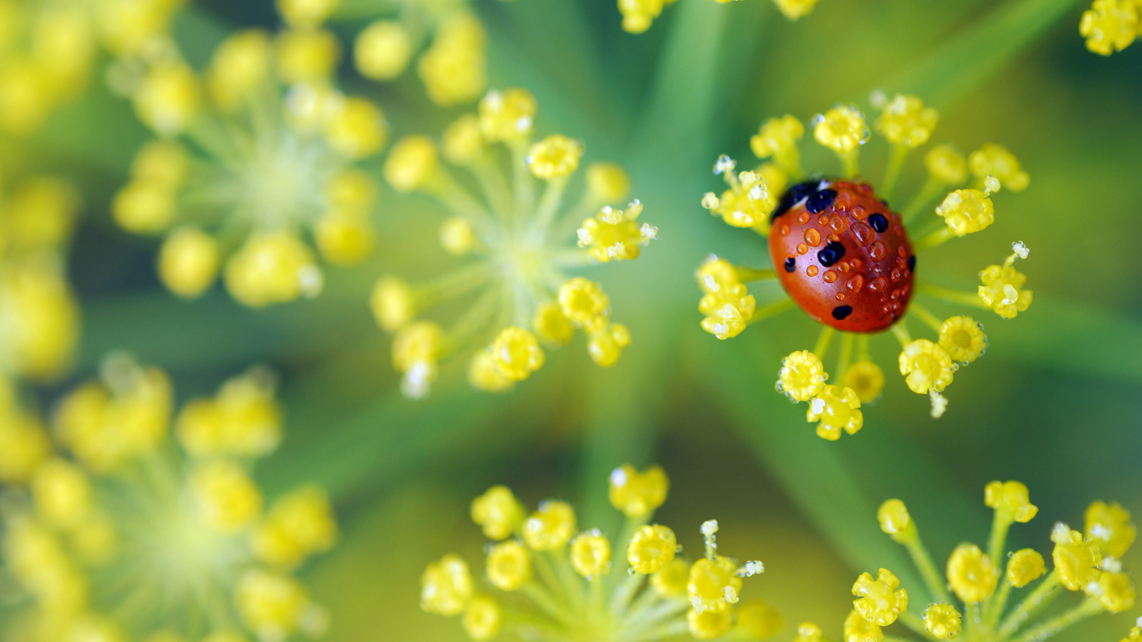 Find out why ladybugs are great for the garden at free classes this weekend at local Pike Nursery locations.