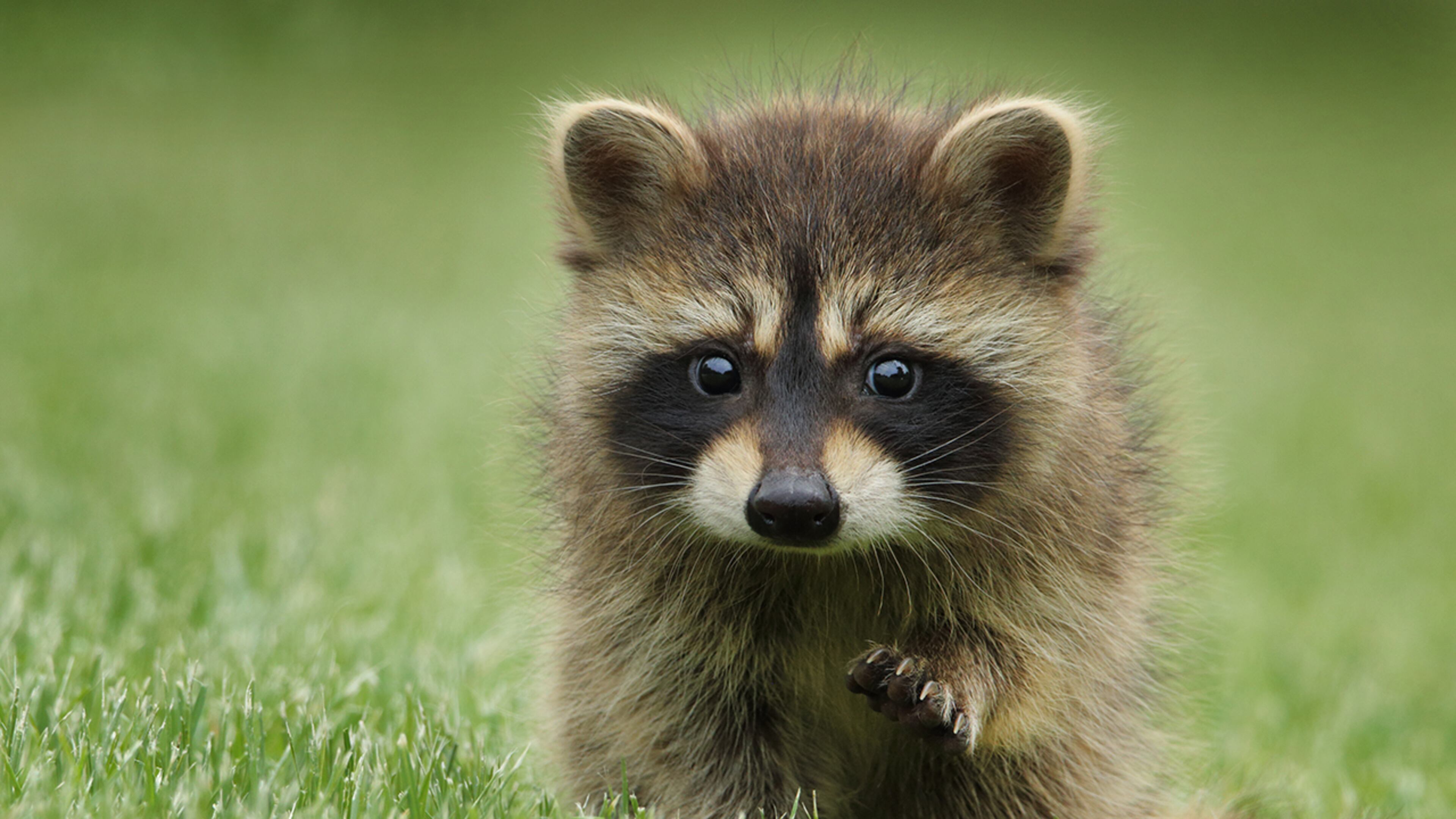Nearly 30 baby raccoons (not pictured) were removed from the home of an Indianapolis woman.