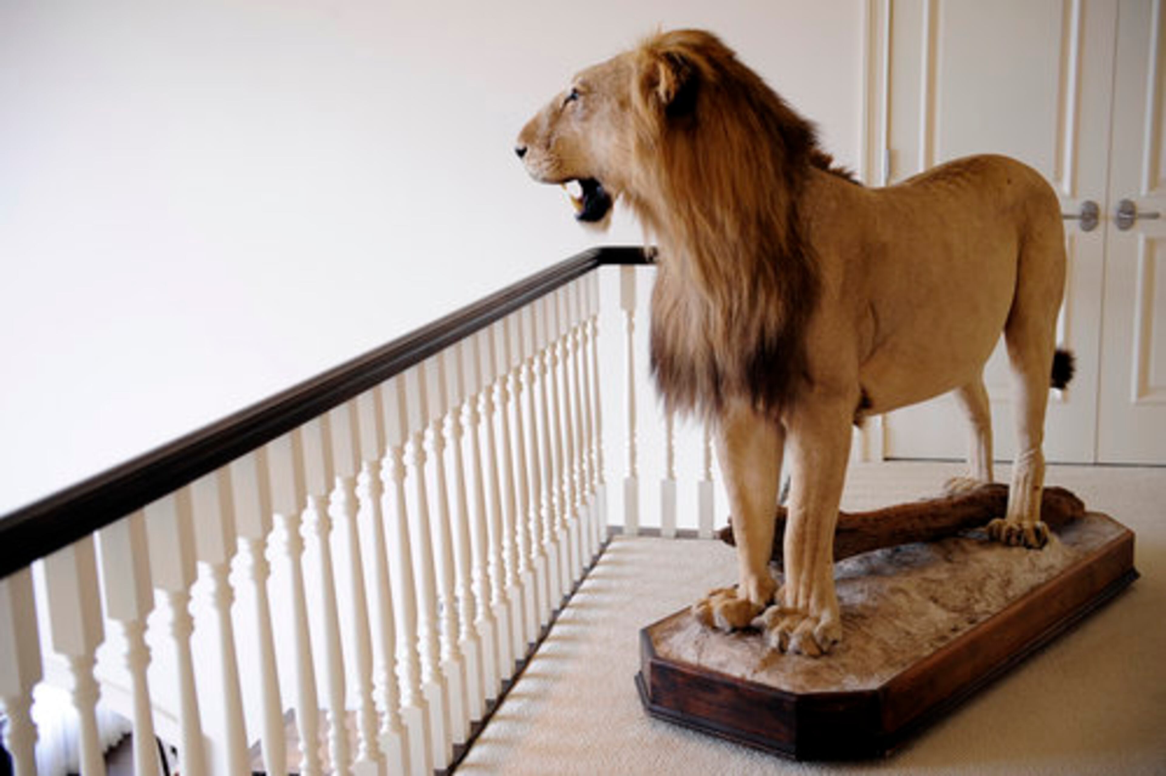 Look out below! This lion trophy is one of Terwilliger's African safari souvenirs. He had to delay the installation of the railing on the balcony where the lion is displayed until after it was hoisted up. The lion was too big to move up the stairs.