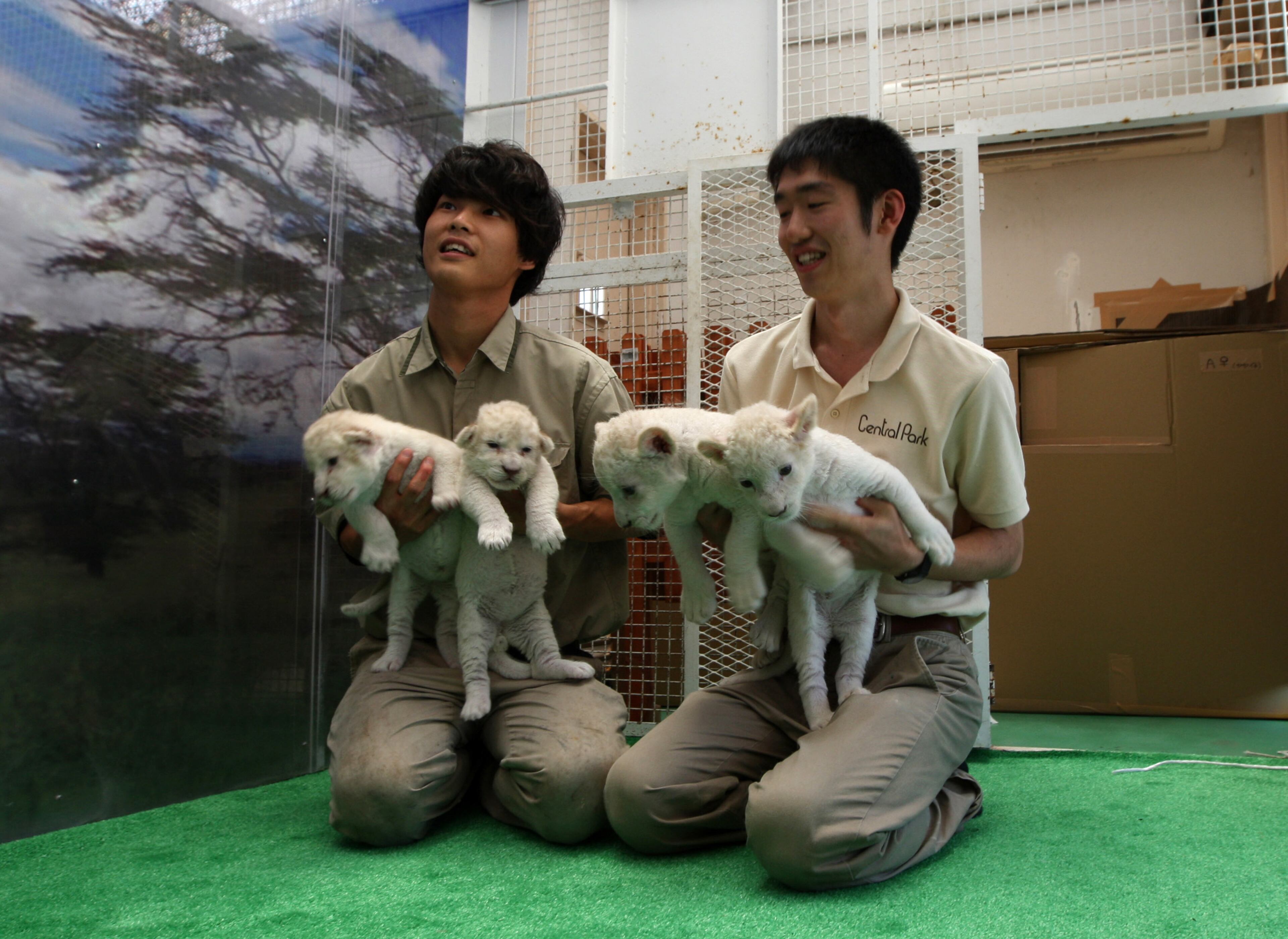 HIMEJI, JAPAN - JULY 09: Thirteen day old lioness cubs are held by zoo keepers at Himeji Central Park on July 9, 2013 in Himeji, Japan. The seven white lioness cubs, given birth by three female South African Lions were born on June 6th, 26th and 30th. The cubs will be on public display for the first time later this week. (Photo by Buddhika Weerasinghe/Getty Images)