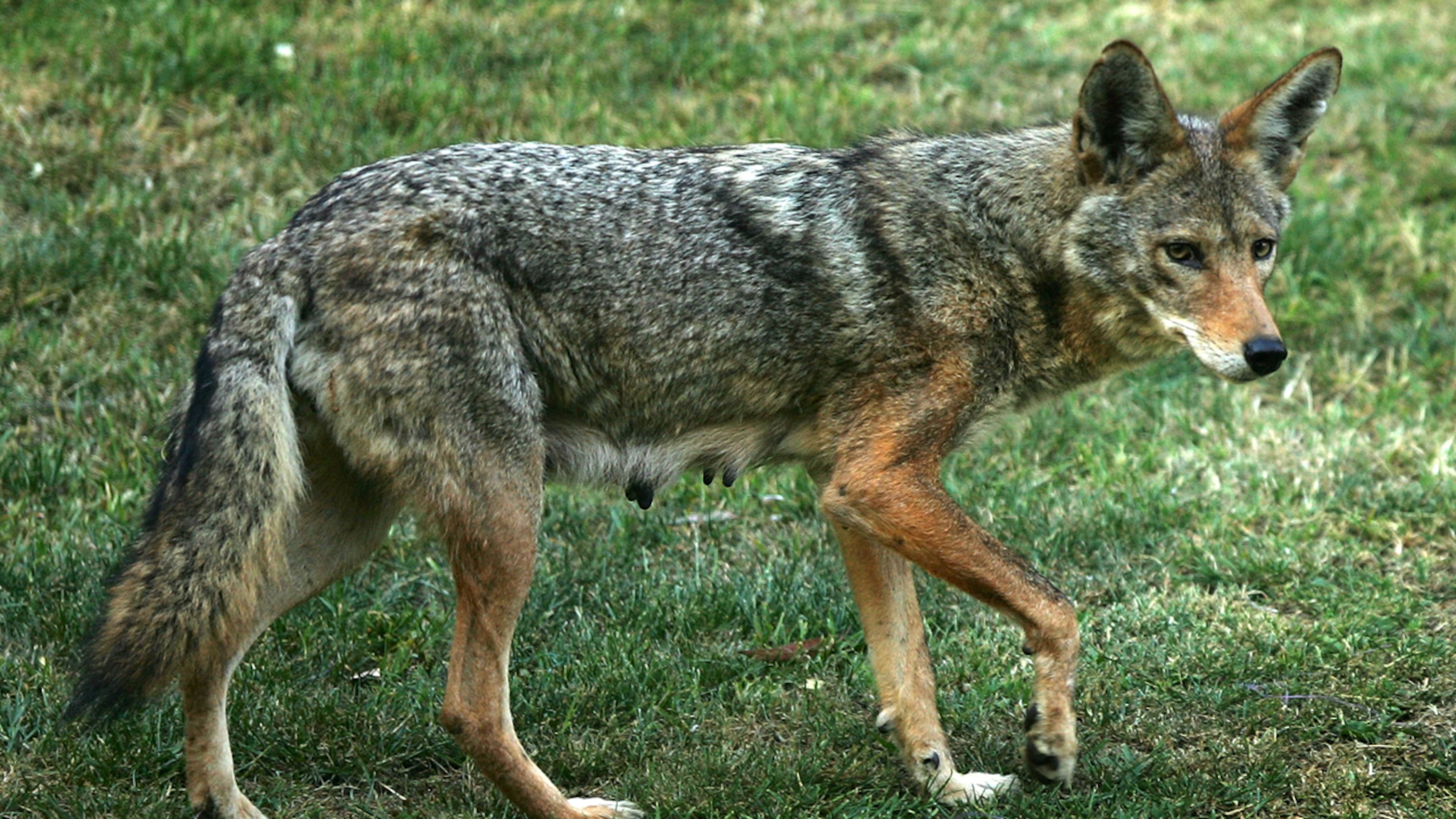 Coyotes scared off dogs in New Hampshire. The encounter was caught on camera.