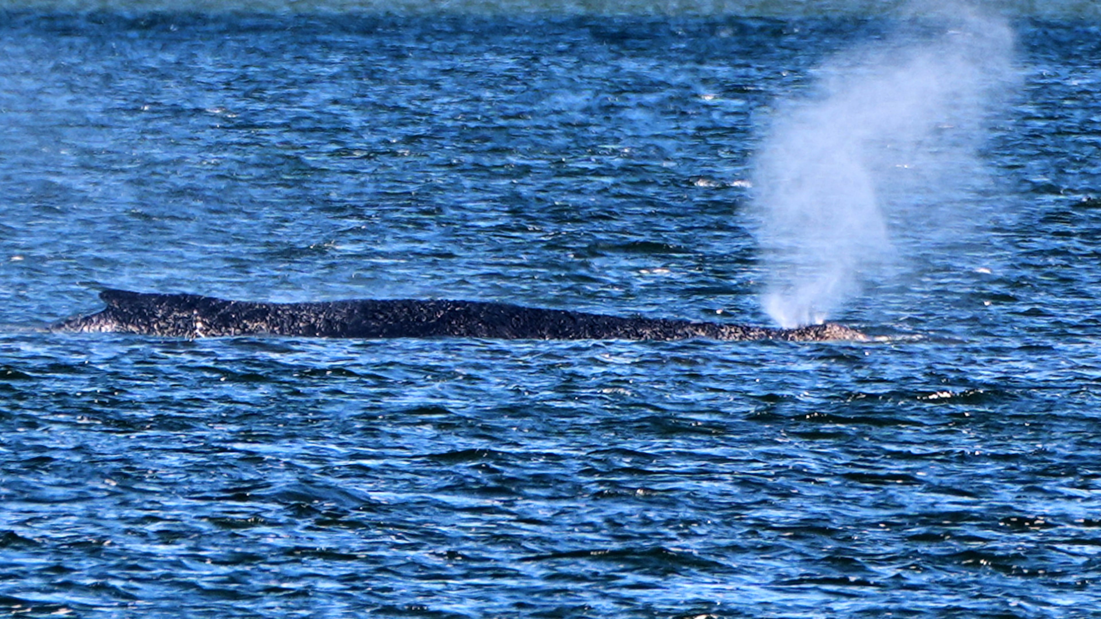 A stranded whale blows water as it got stuck on a sand bank in Kirchdorf on the island Poel, Germany, Thursday, April 9, 2026. (AP Photo/Michael Probst)