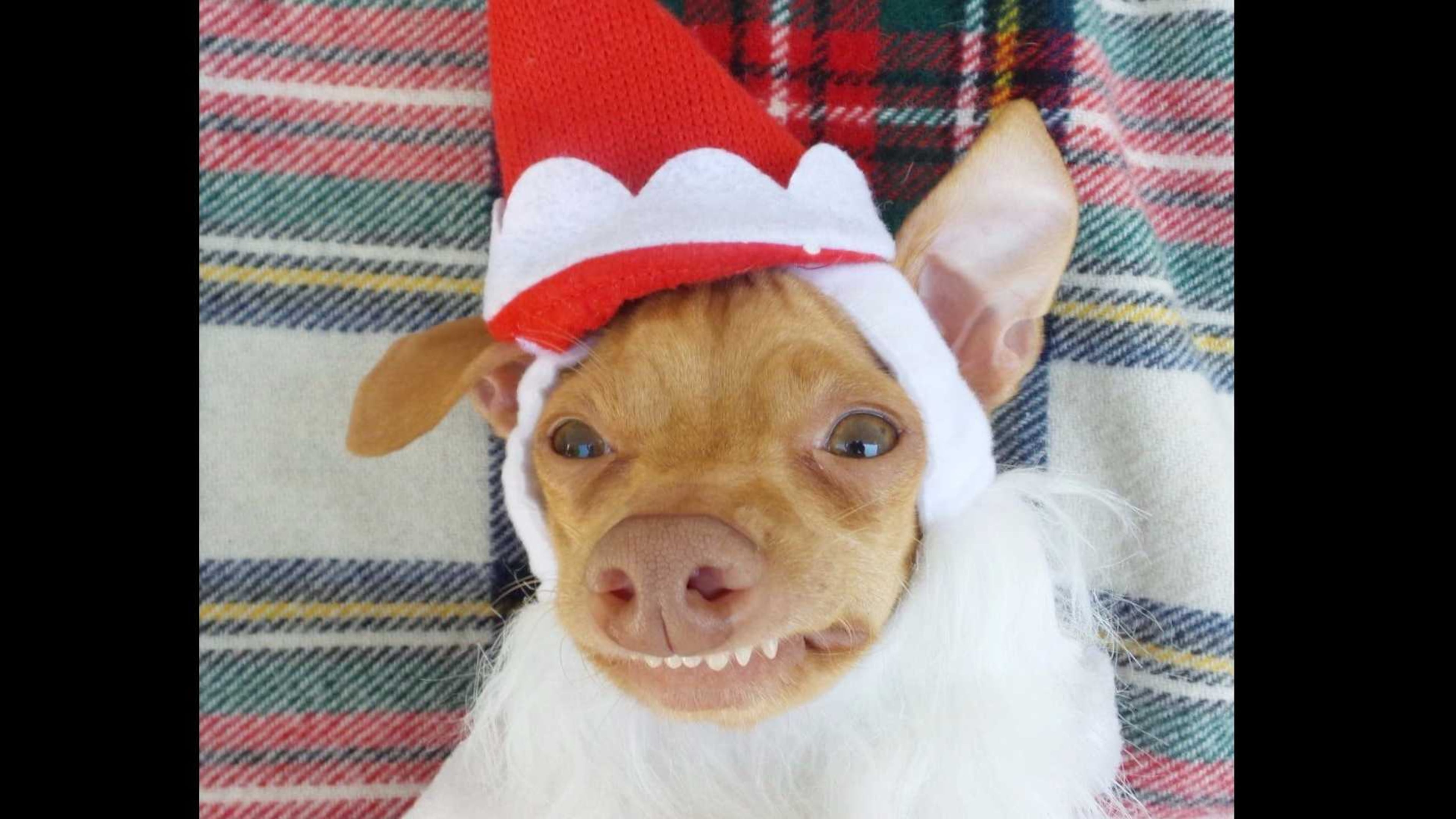 Here's a photo from a Tuna Melts My Heart post on Instagram encouraging people to come to a meet-and-greet with him at a Smyrna animal shelter.