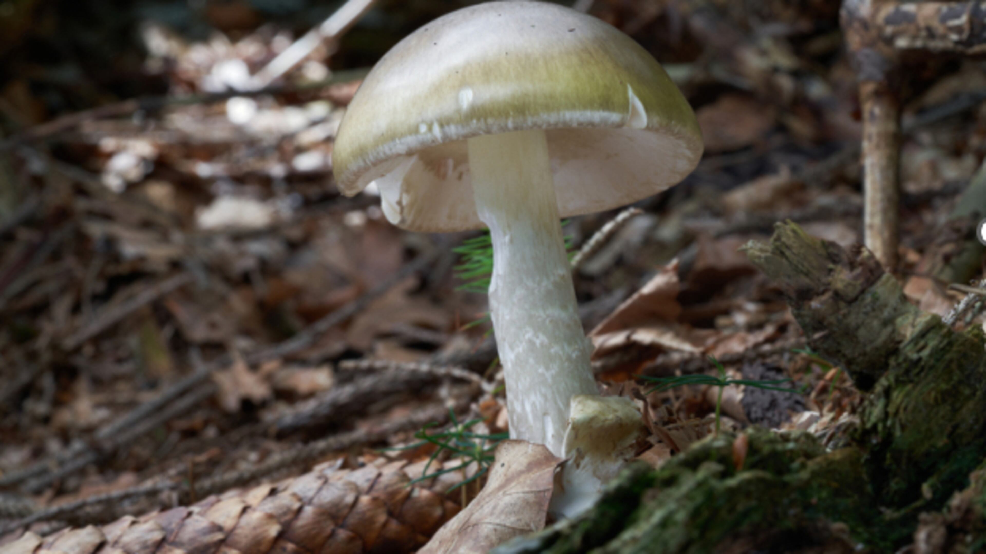 This undated photo provided by California Department of Health shows a Death Cap Mushroom. (California Department of Health via AP)