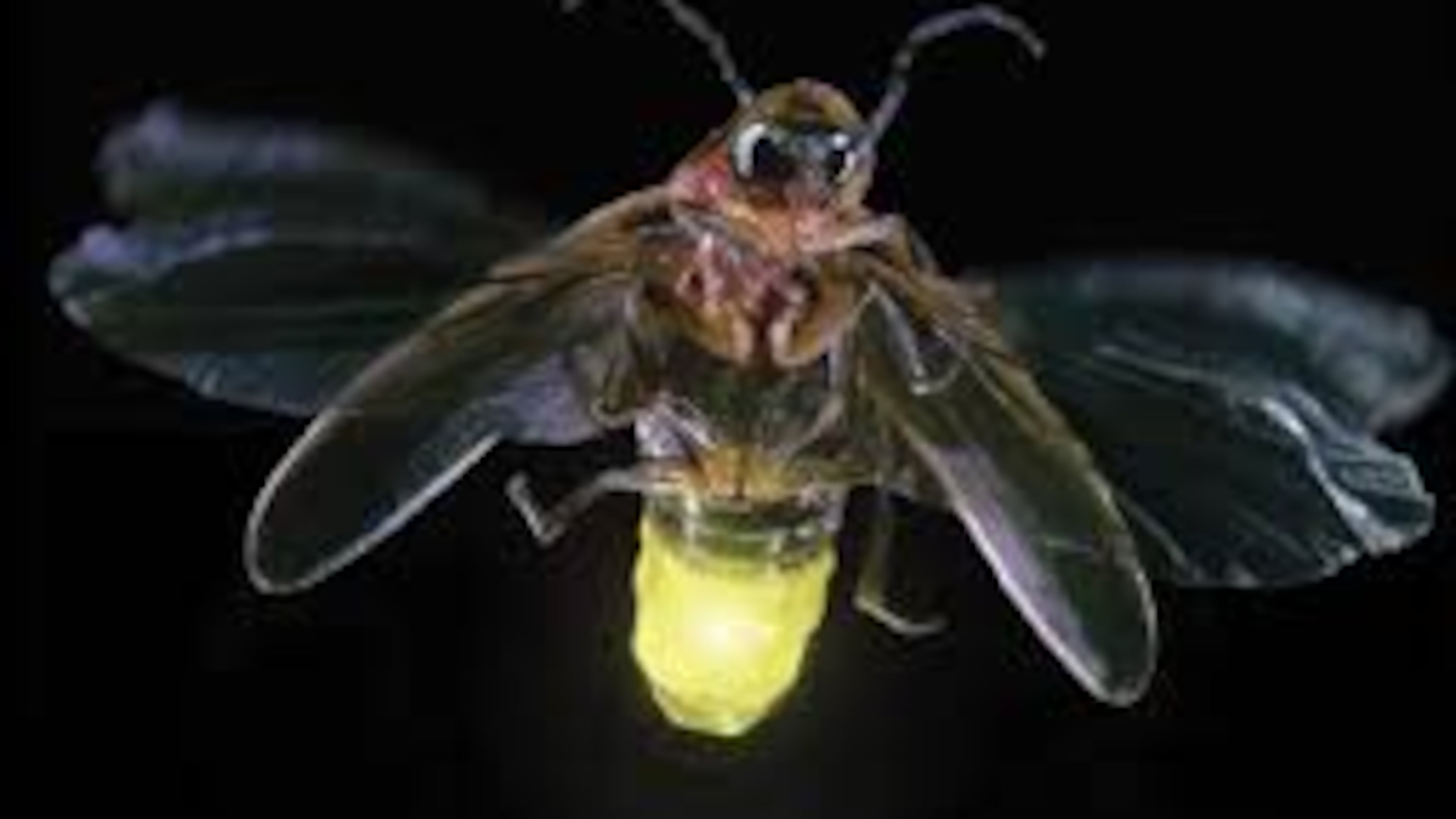 Each species of fireflies have their own Morse code using their blink to talk to other fireflies, mainly to find a mate. Judy Barrett/For American-Statesman