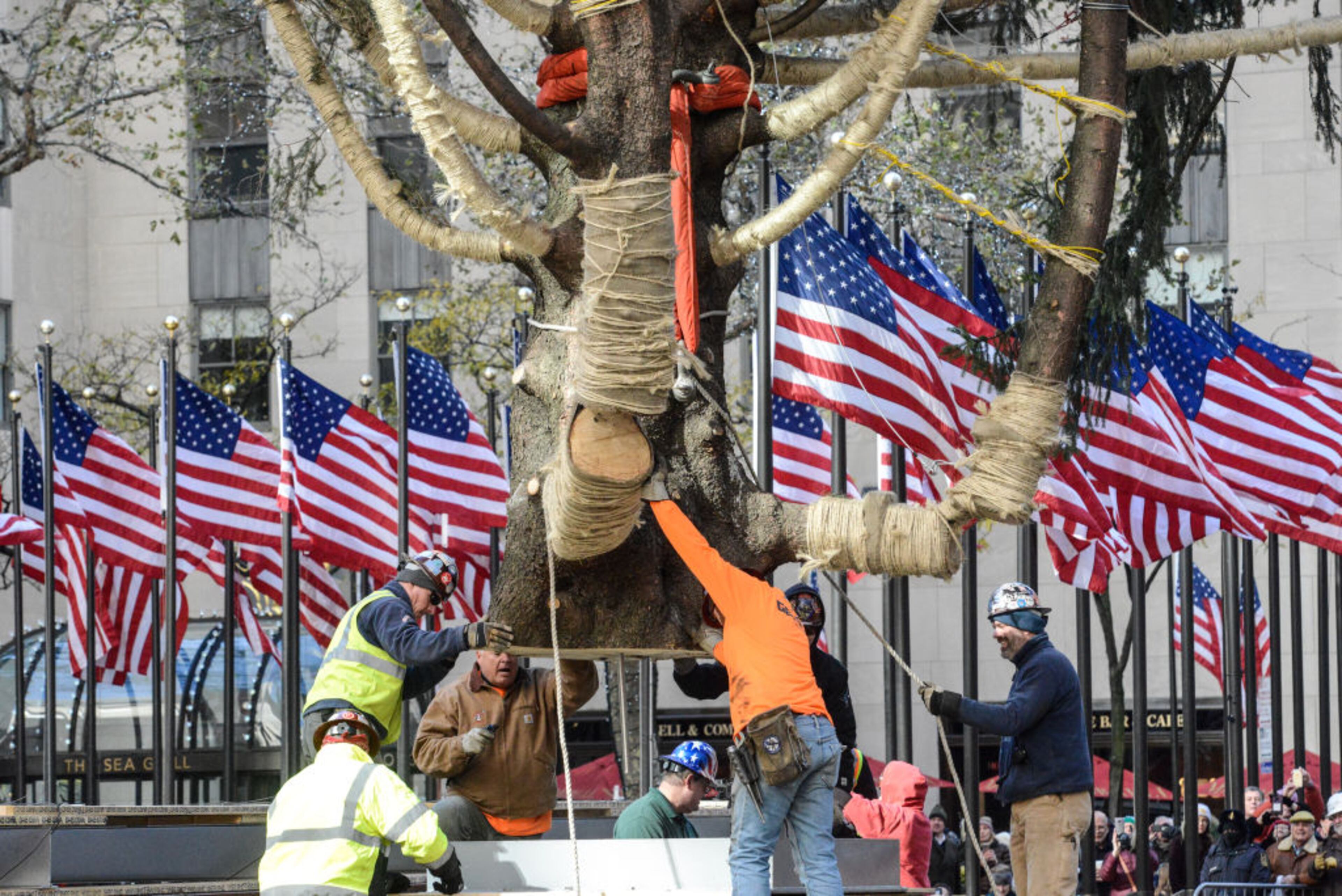 NEW YORK, NY - NOVEMBER 11: Workers place the Rockefeller Center tree on its base on November 11, 2017 in New York City. The 75-foot Norway Spruce from State College, Pennsylvania will become the 86th Christmas tree to grace the plaza. (Photo by Stephanie Keith/Getty Images)