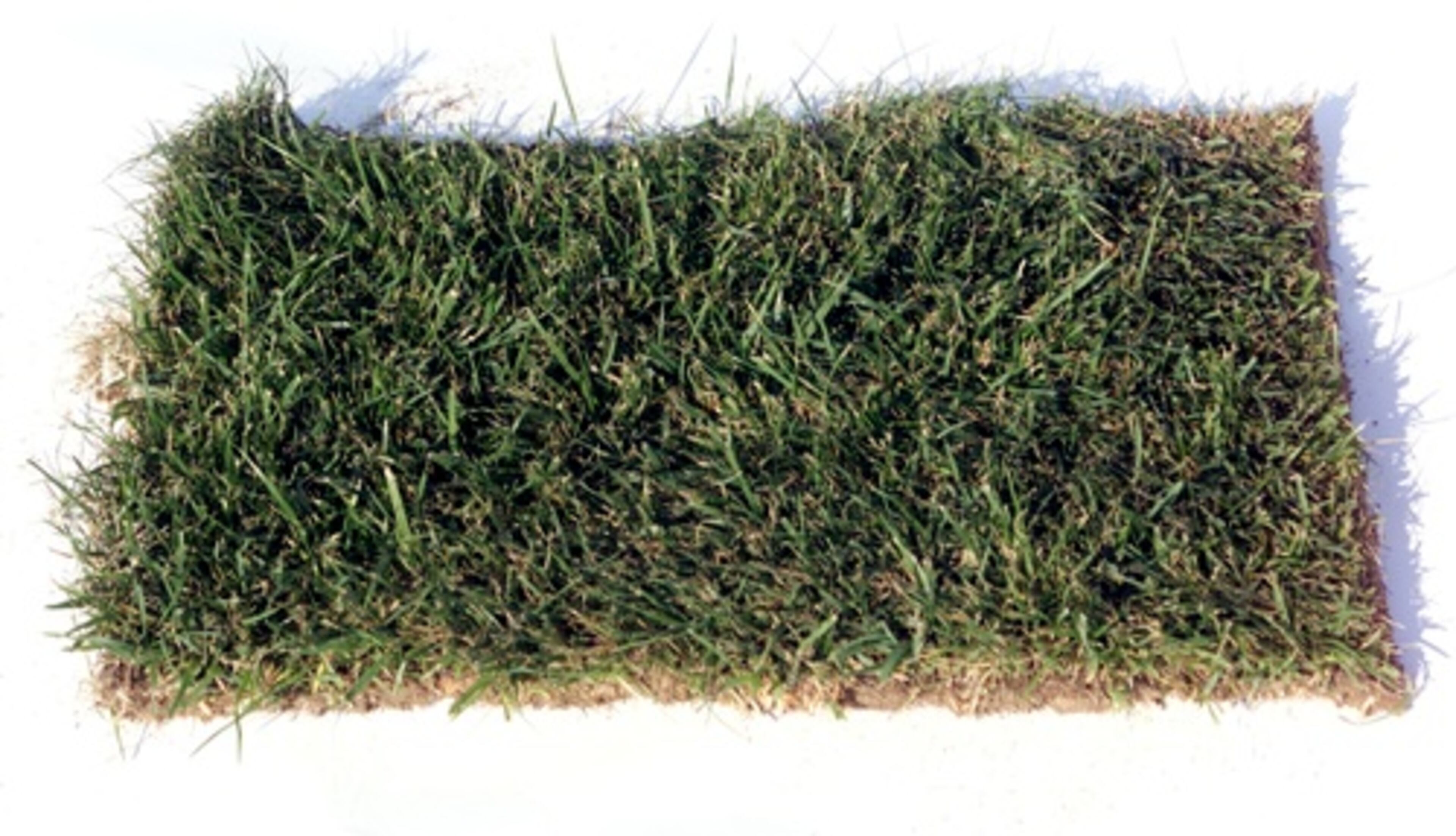 Tall fescue, a cool season grass (Tied with Bermudagrass as most popular in metro Atlanta.) Drought tolerance: High. Shade tolerance: Medium to high. Cold tolerance: High. Establishment rate: Fast. When to fertilize: November. Maintenance level: Medium. Source: University of Georgia College of Agricultural and Environmental Sciences Cooperative Extension office