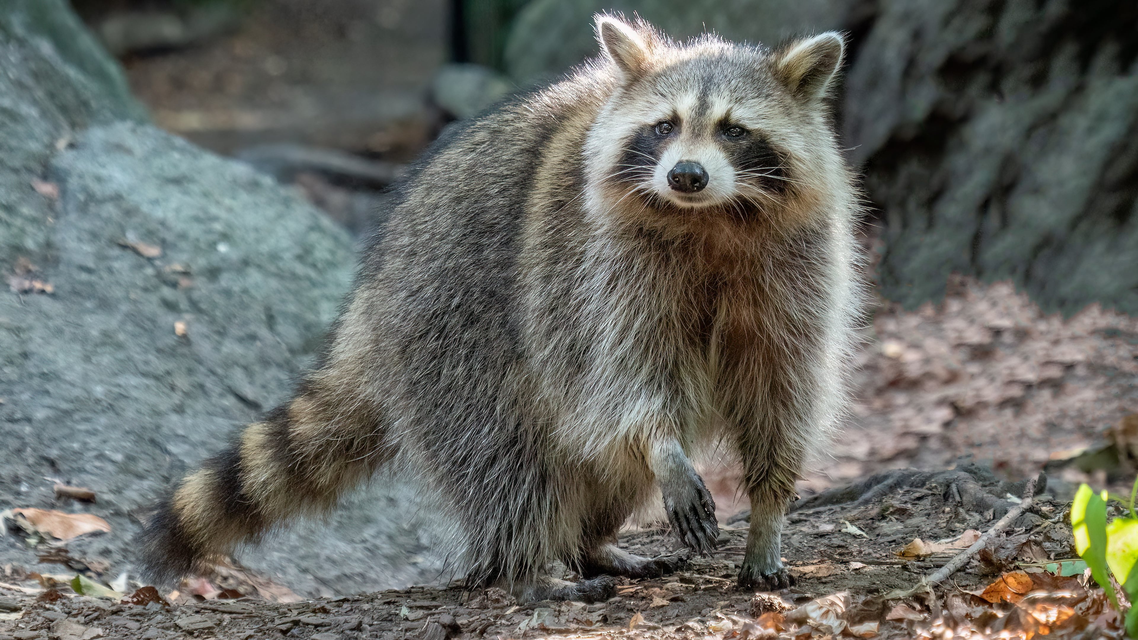 Keeping raccoons (like the one shown here) as pets is illegal in Georgia without a state Department of Natural Resources permit. The DNR, however, rarely if ever grants such permits for keeping wild animals as pets. (Courtesy of Rhododendrites/Creative Commons)
