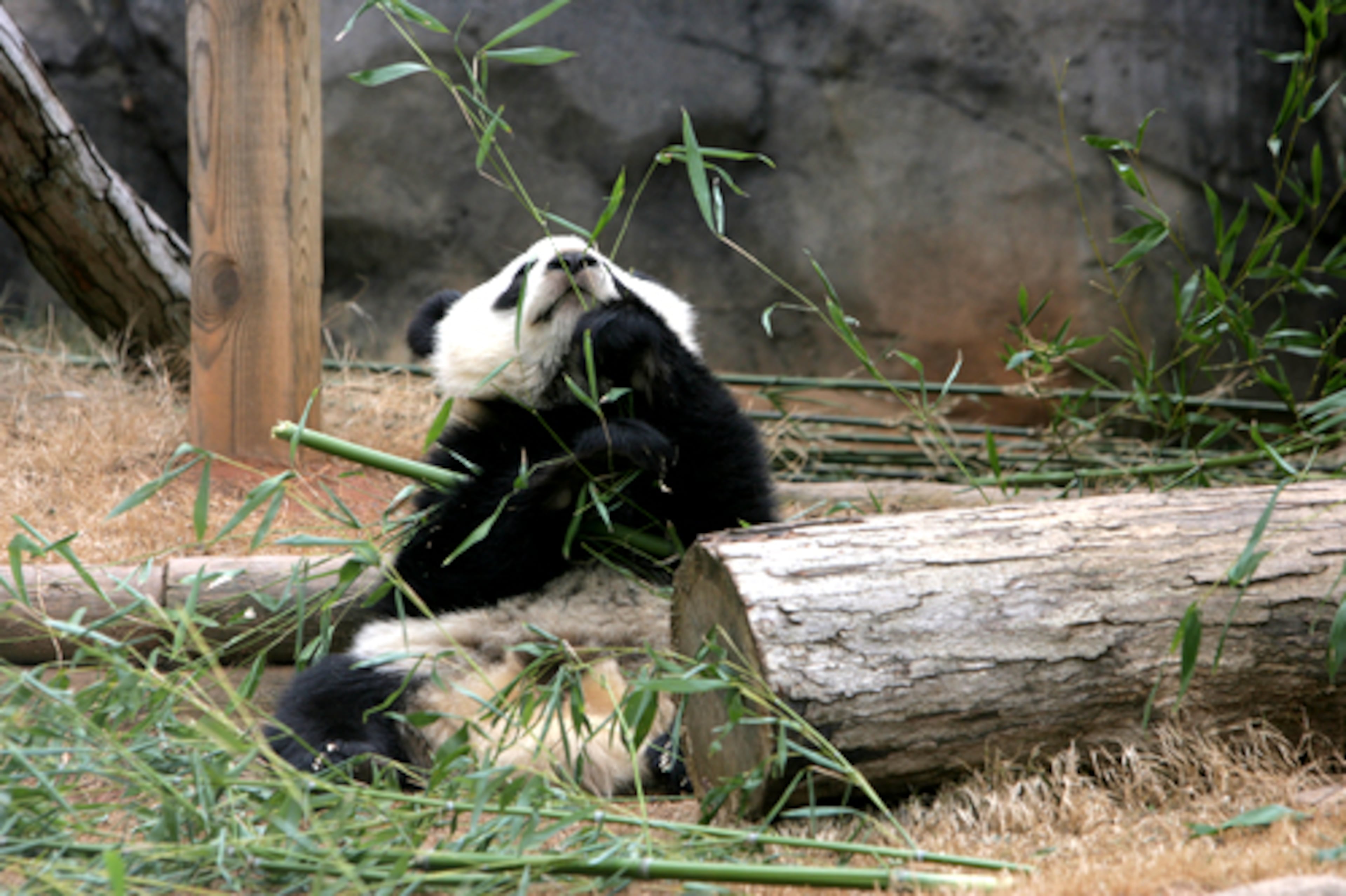 Mei Lan won't be leaving the zoo anytime soon. Zoo officials say he should be here for another year or so before he leaves -- likely heading to China, where wild pandas originate.