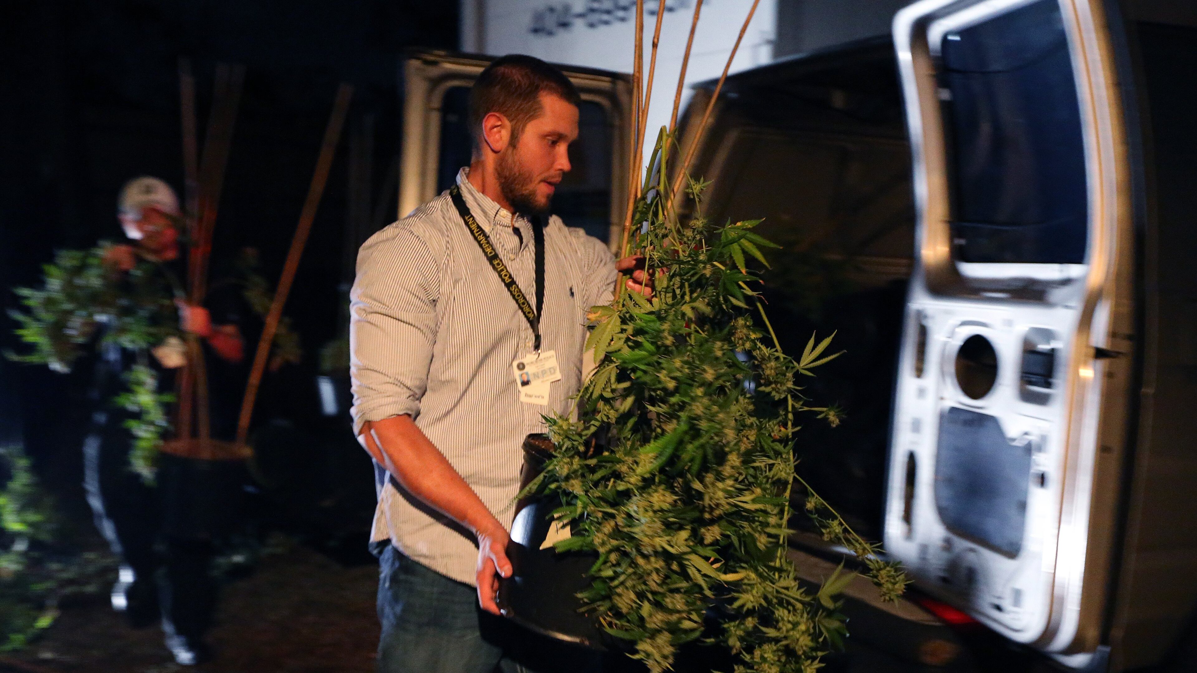 Members of the Norcross Police Crime Suppression Team seize marijuana plants found in a grow house on Beaver Ruin Road on Thursday October 18, 2013. Police found 316 plants growing and pounds of marijuana being processed for sale in what they say was a sophisticated growing operation that included specialized heating, lighting and ventilation for the plants.
