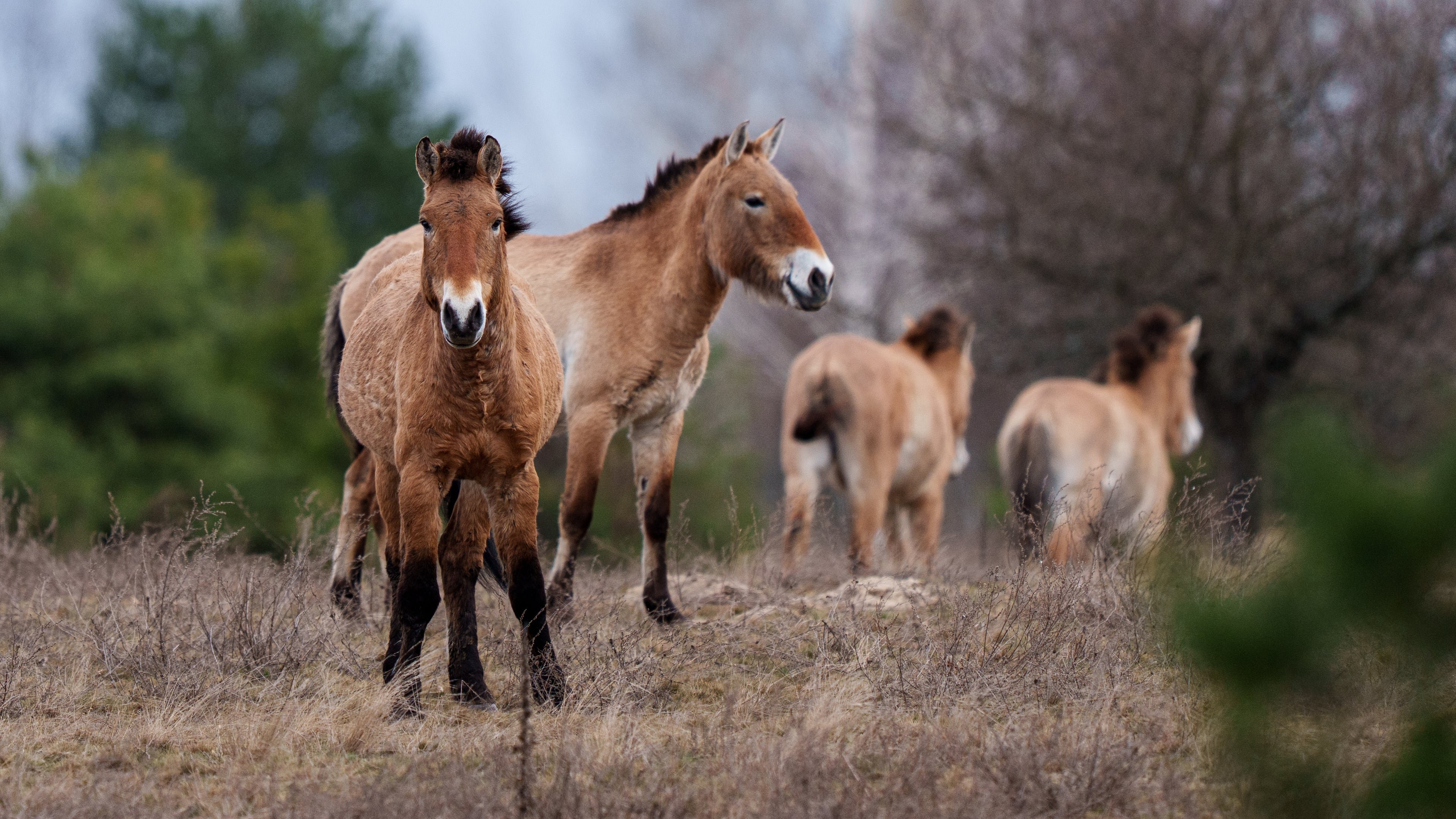 Wild Przewalski horses graze in a forest inside the Chernobyl exclusion zone, Ukraine, Wednesday, April 8, 2026. Chornobyl is the Ukrainian name for the city. (AP Photo/Evgeniy Maloletka)