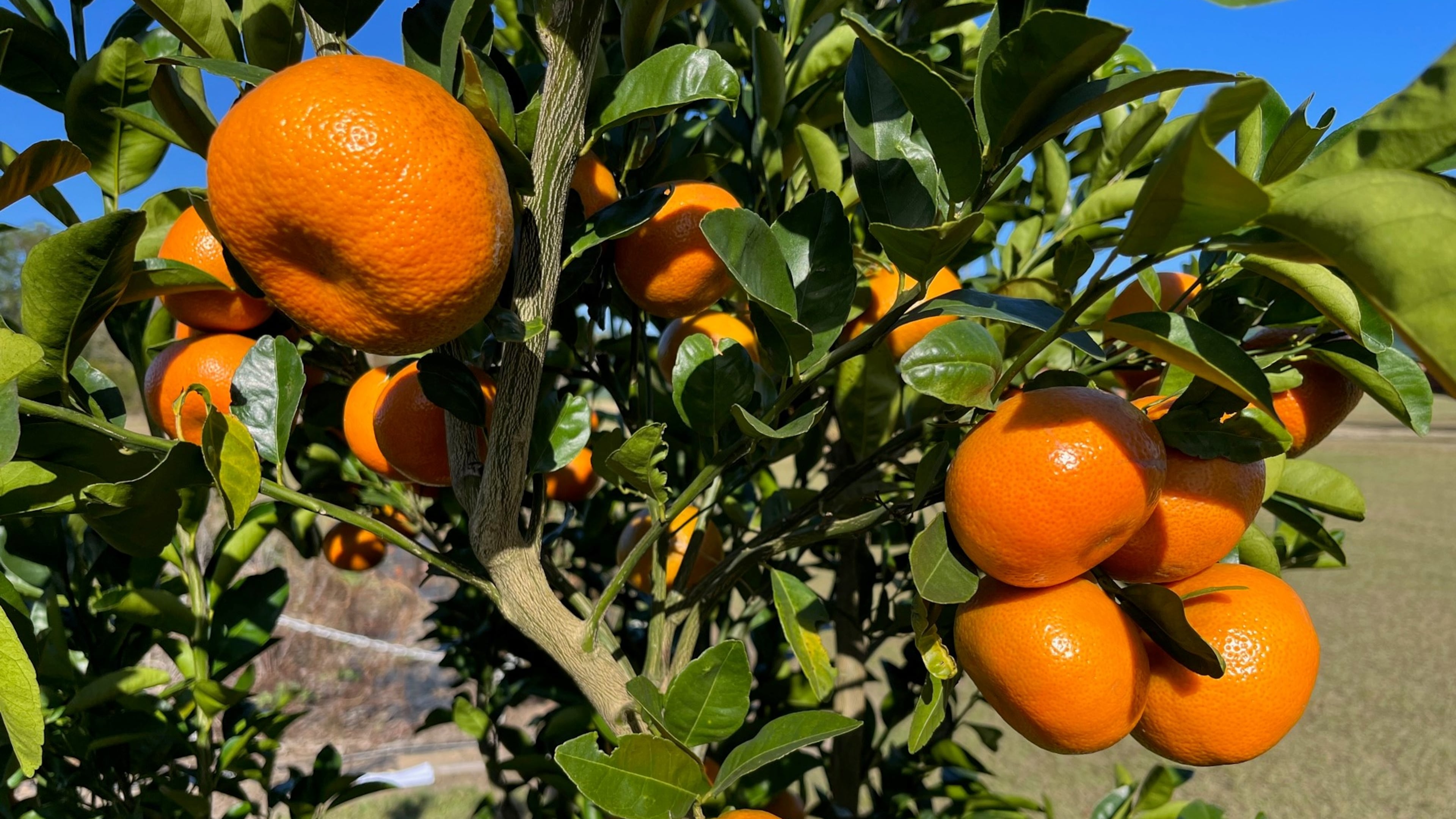 Tango tree (Photo Courtesy of Jake Price)