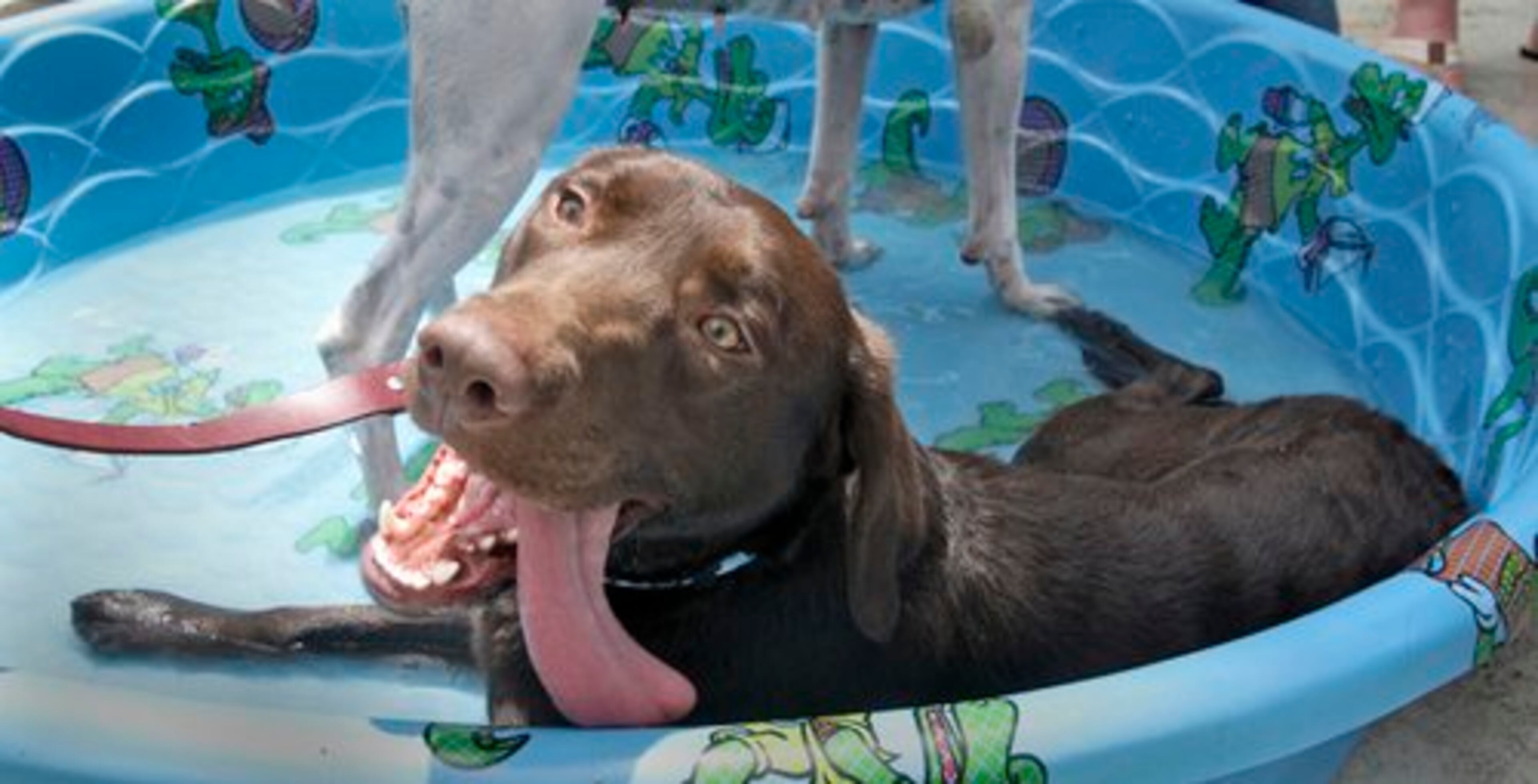 "Optimus Prime", owned by Vanessa Francikowski, from Lithia Springs, cools off in the doggie pool. The Astros play the Braves at Turner Field Sunday, the first "bark in the park" of the season. Sunday, May 2, 2010.