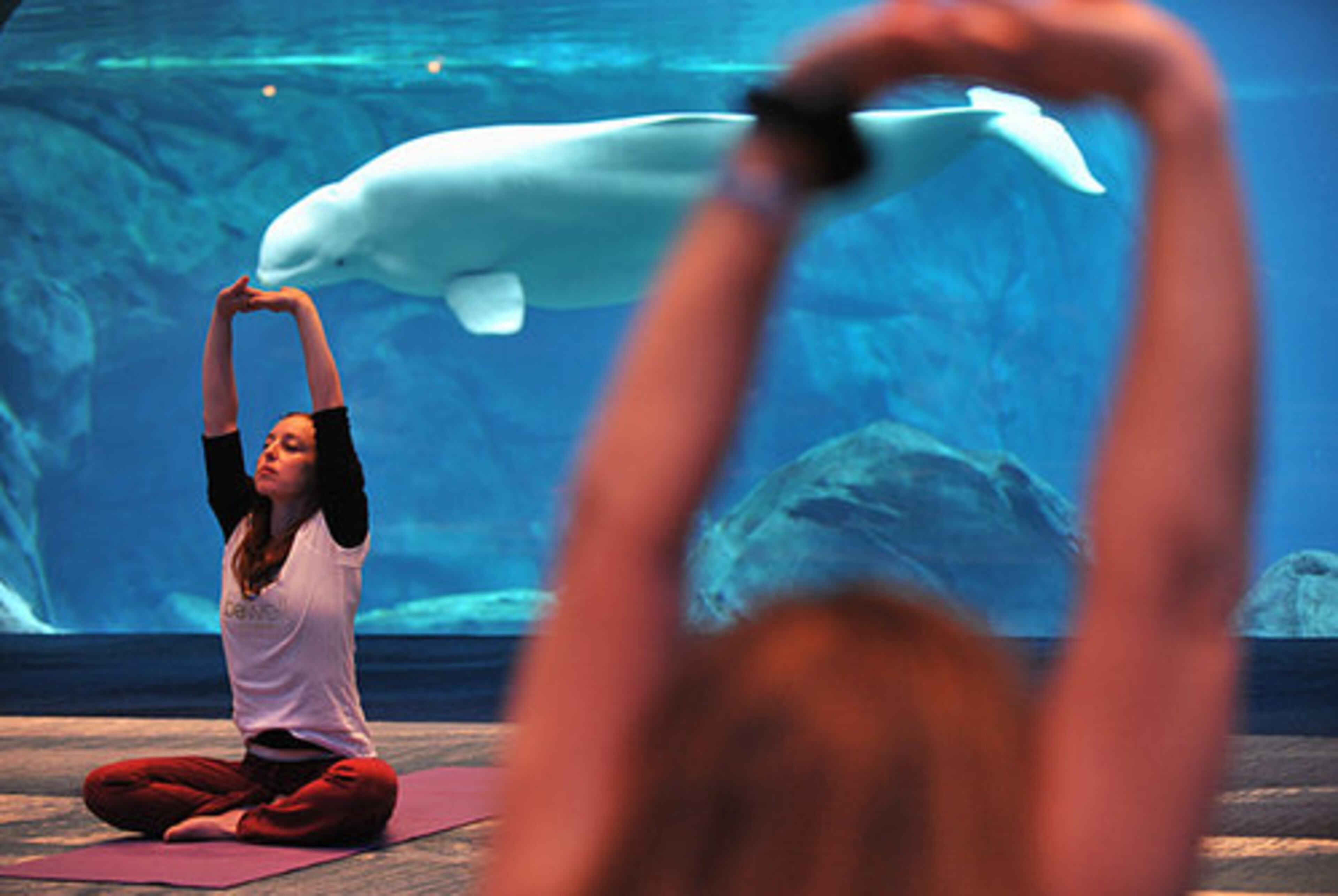 Instructor Karen Dorfman leads the class. The fees will be $20 per session for aquarium members and $35 for nonmembers. Children's classes are $25 per session. Mats can be rented for $3.