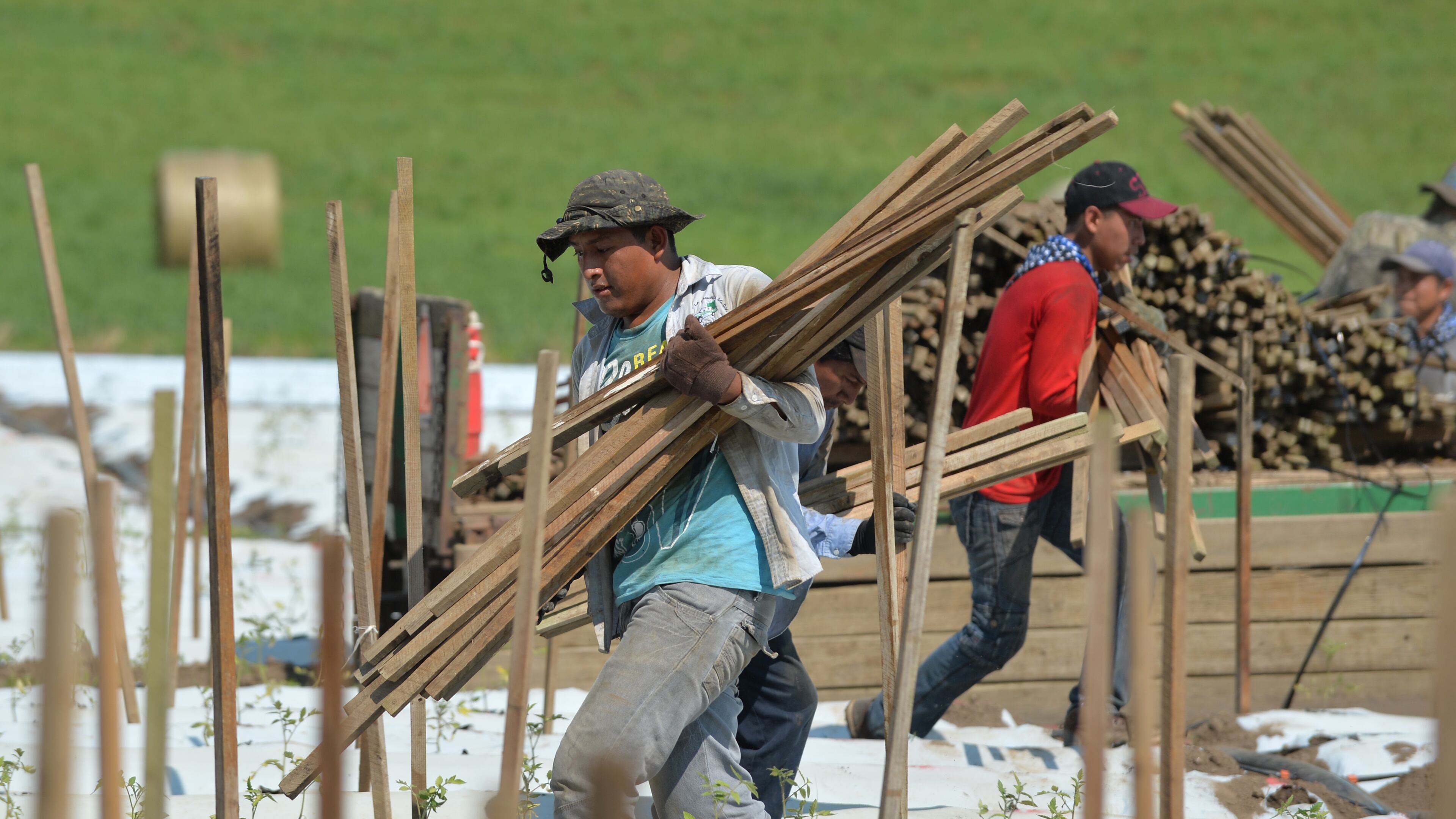 A worker stakes tomato plants at Osage Farms in Dillard Georgia. Vegetable farming is a labor intensive process, employing hundreds of seasonal workers . Georgia farmers this year say the federal government's backlog on approving migrant workers threatens their crops. BRANT SANDERLIN/BSANDERLIN@AJC.COM