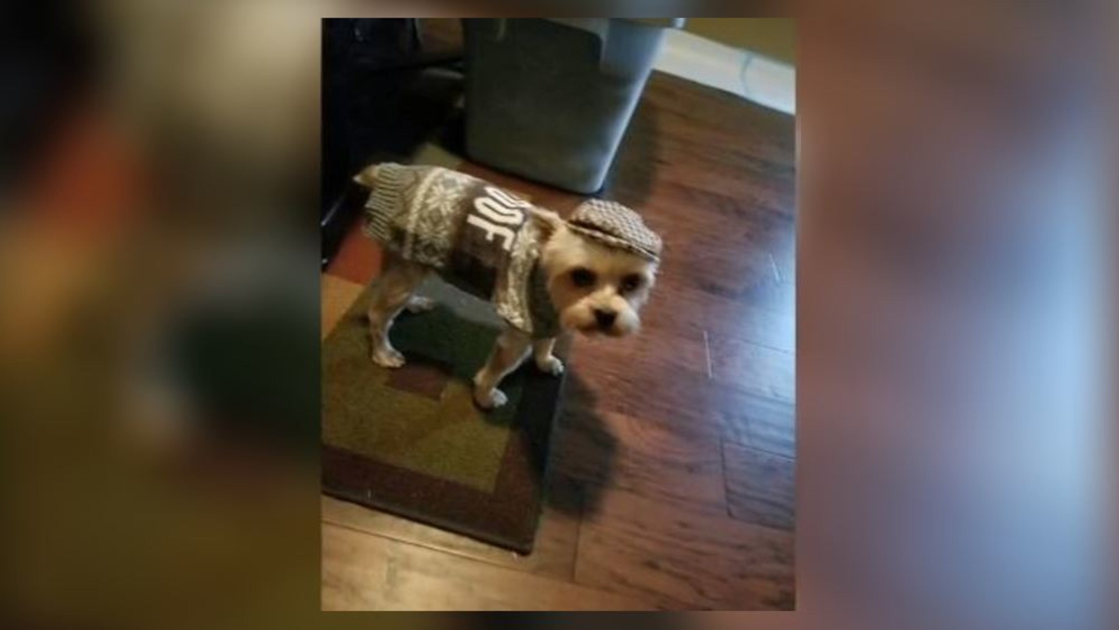 A Stockbridge man said his 7-year-old Yorkie was mauled and killed by a neighbor's pit bull during a Sunday morning walk. The man then shot the larger dog several times, killing it.