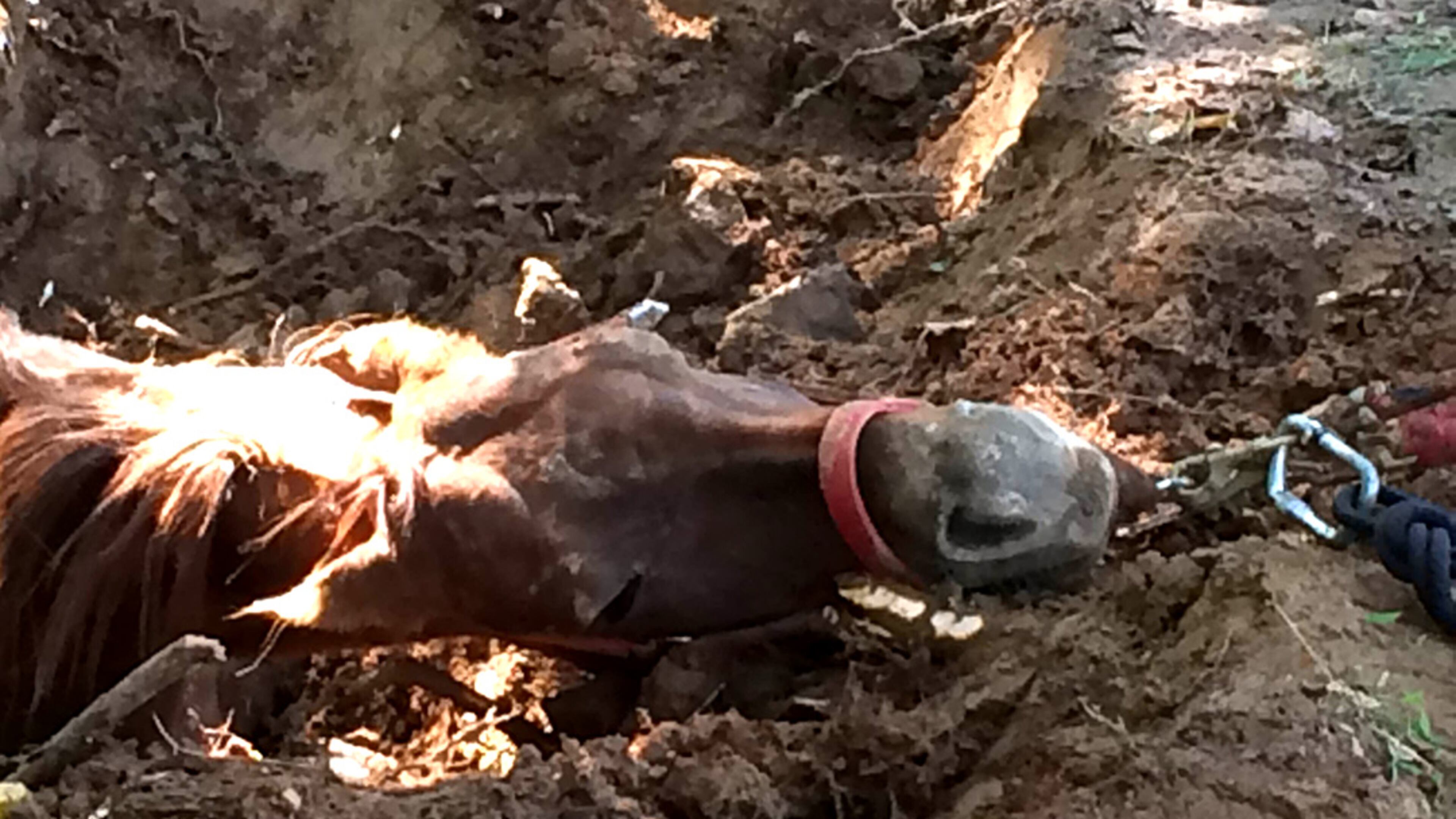 Lisa the horse was tired, but not seriously injured. (Credit: Clayton County fire department)