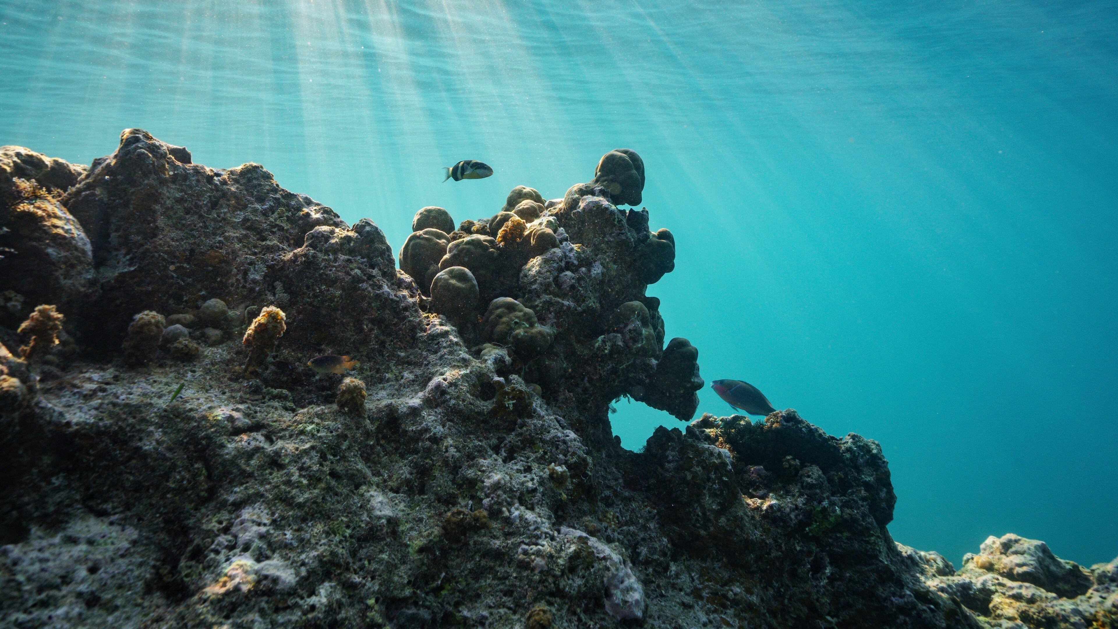 FILE - Corals grow off Efate Island, Vanuatu, Saturday, July 26, 2025. (AP Photo/Annika Hammerschlag, File)