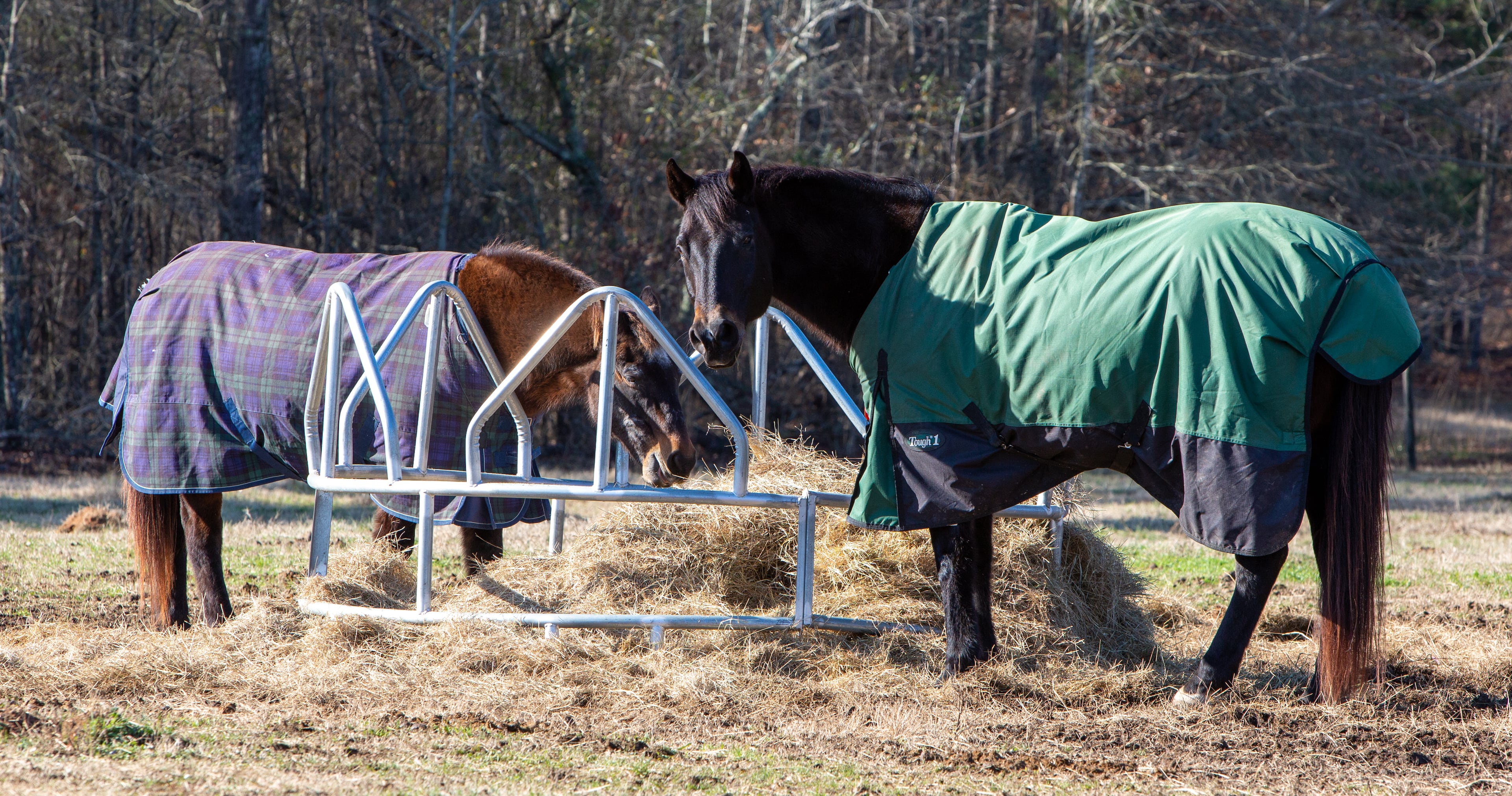 Horses Poco (left) and Brownie eat hay provided by veterans as part of the Horses & Warriors program at the Calvin Center Equestrian area in Hampton, GA. Because of COVID, all of the equestrian programs have suffered financially and there are a lot of needs at the Calvin Center. The veteran volunteers have stepped up, providing free maintenance, mowing the lawn, buying hay for the horses, etc. PHIL SKINNER FOR THE ATLANTA JOURNAL-CONSTITUTION.