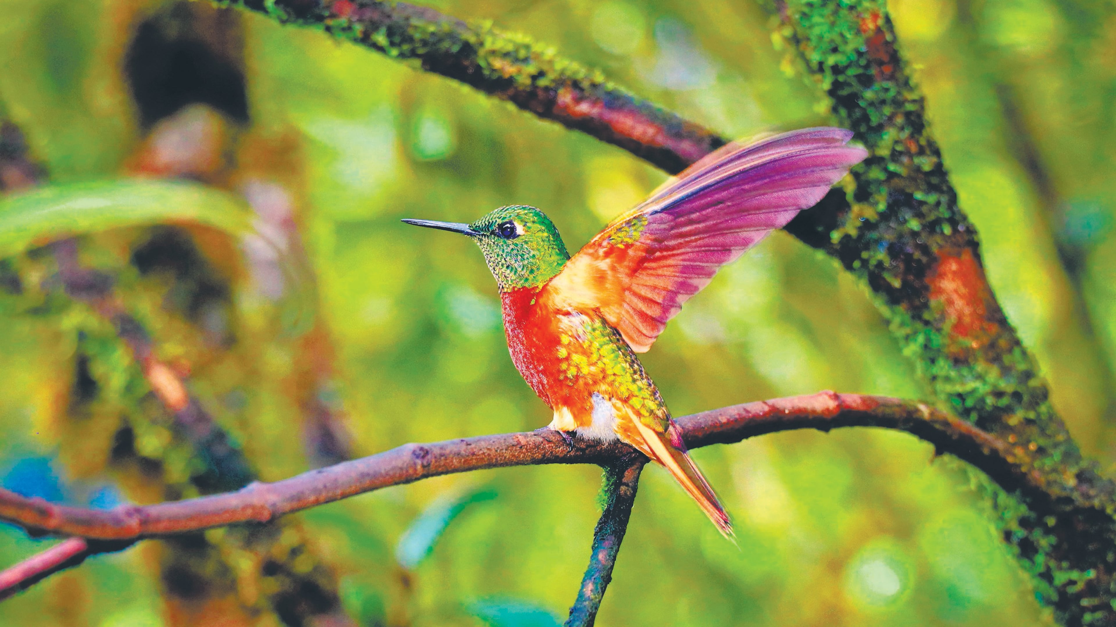 Chestnut-breasted Coronet hummingbirds sparkled everywhere around the Tapichalaca feeders. (Doug Hansen)