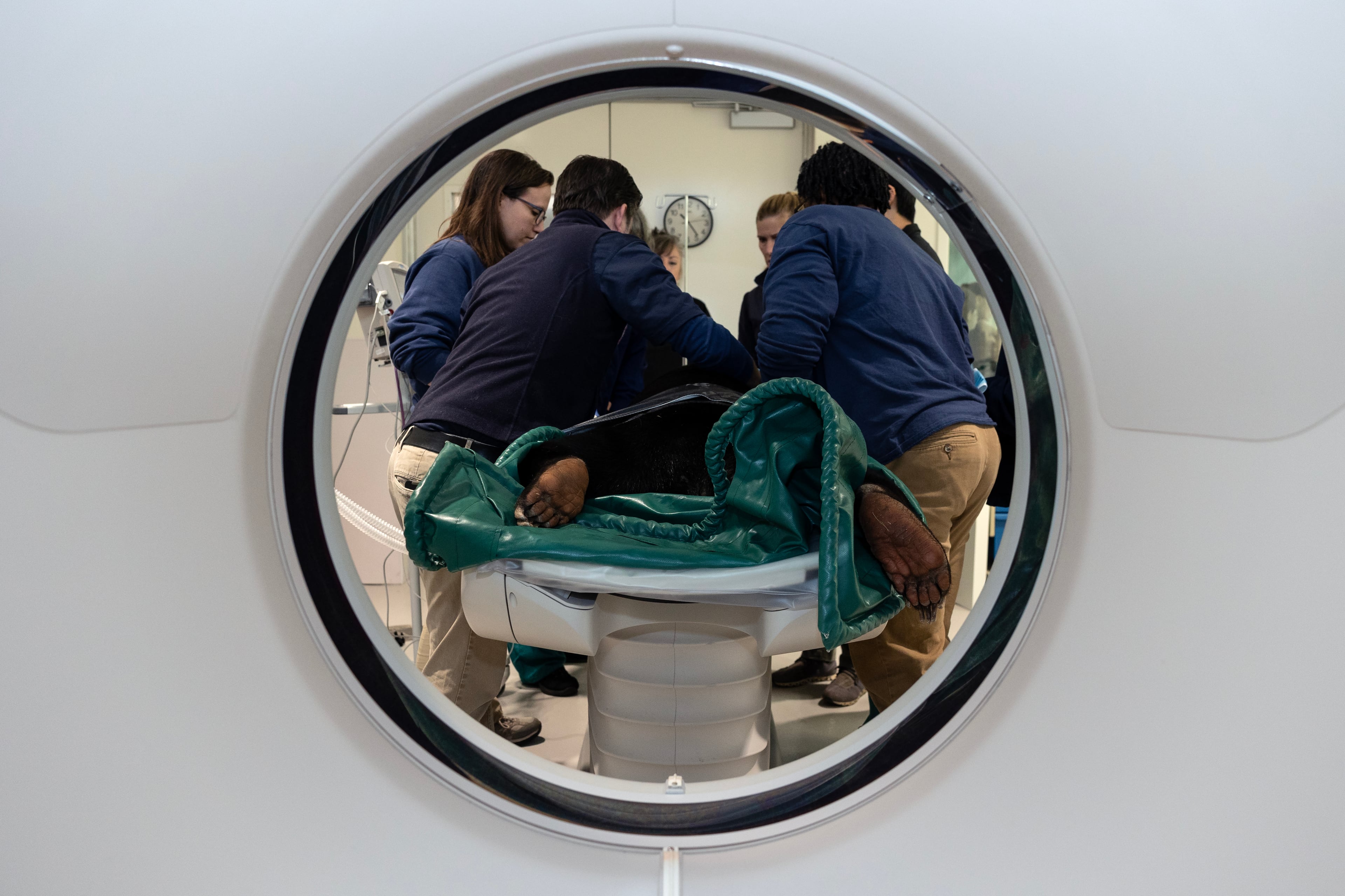 Zoo Atlanta's veterinary team treats Xander, an adult male sun bear, in the zoo's new animal care center. Xander was having dental issues and the CT scan indentified a tool root abscess that had to be removed. (Zoo Atlanta).