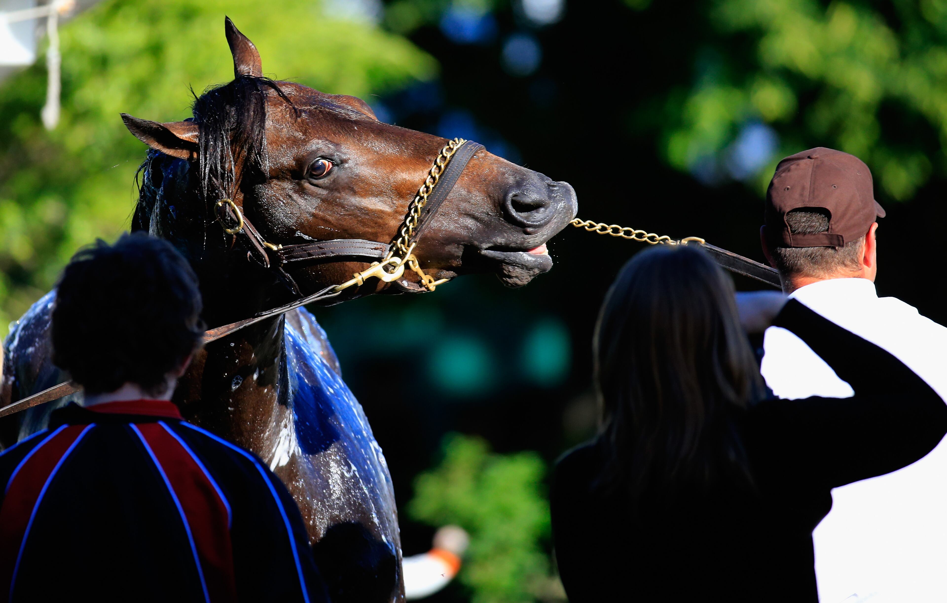 ELMONT, NY - JUNE 06: Ride on Curlin gets a bath following a morning workout in preparation for the 146th running of the Belmont Stakes at Belmont Park on June 6, 2014 in Elmont, New York. (Photo by Rob Carr/Getty Images)