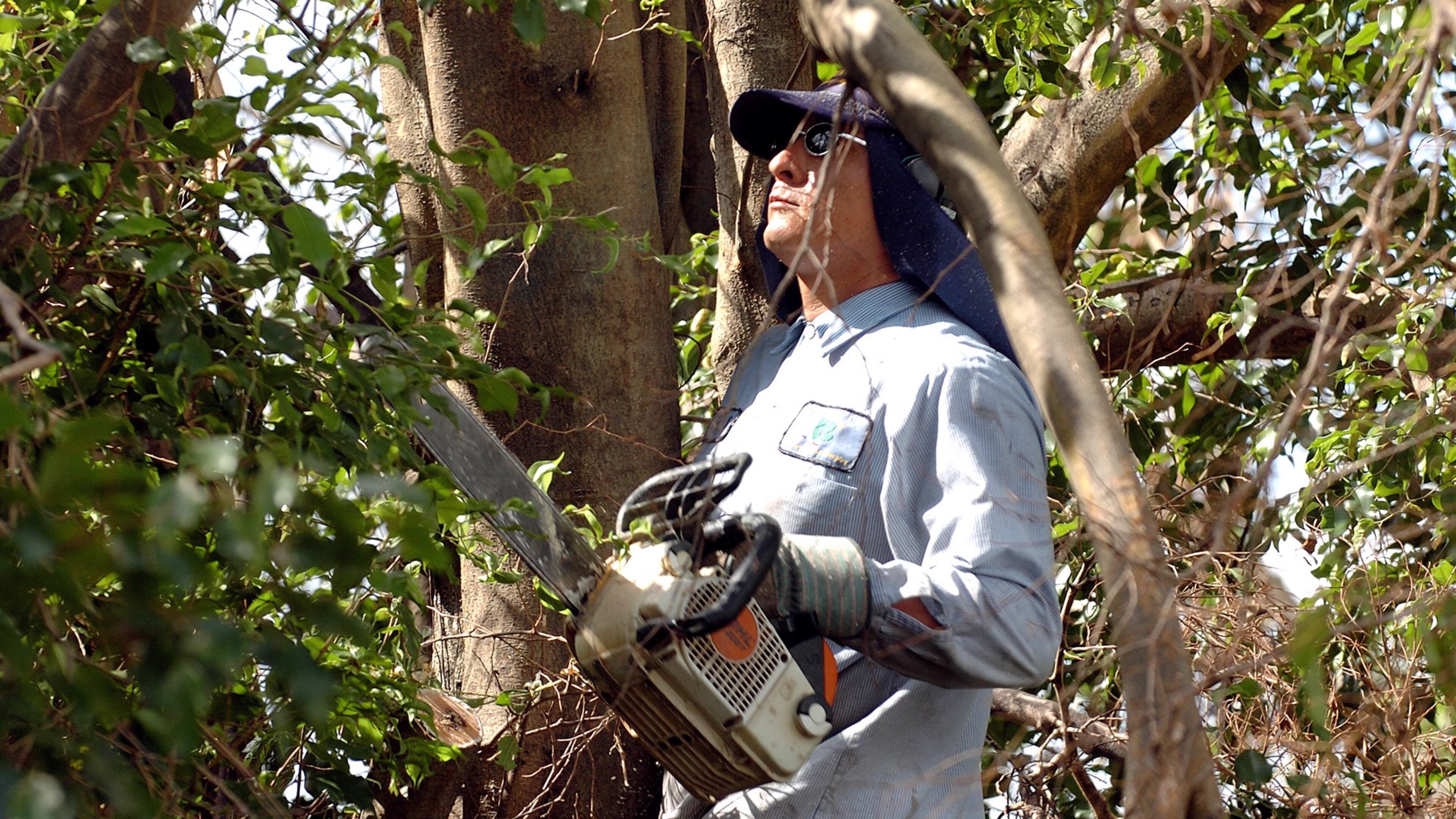 After Hurricane Frances in 2004, Antonio Bacquiez trims trees on West Atlantic Boulevard in Delray Beach in preparation for Hurricane Jeanne. (Photo by Steve Mitchell)