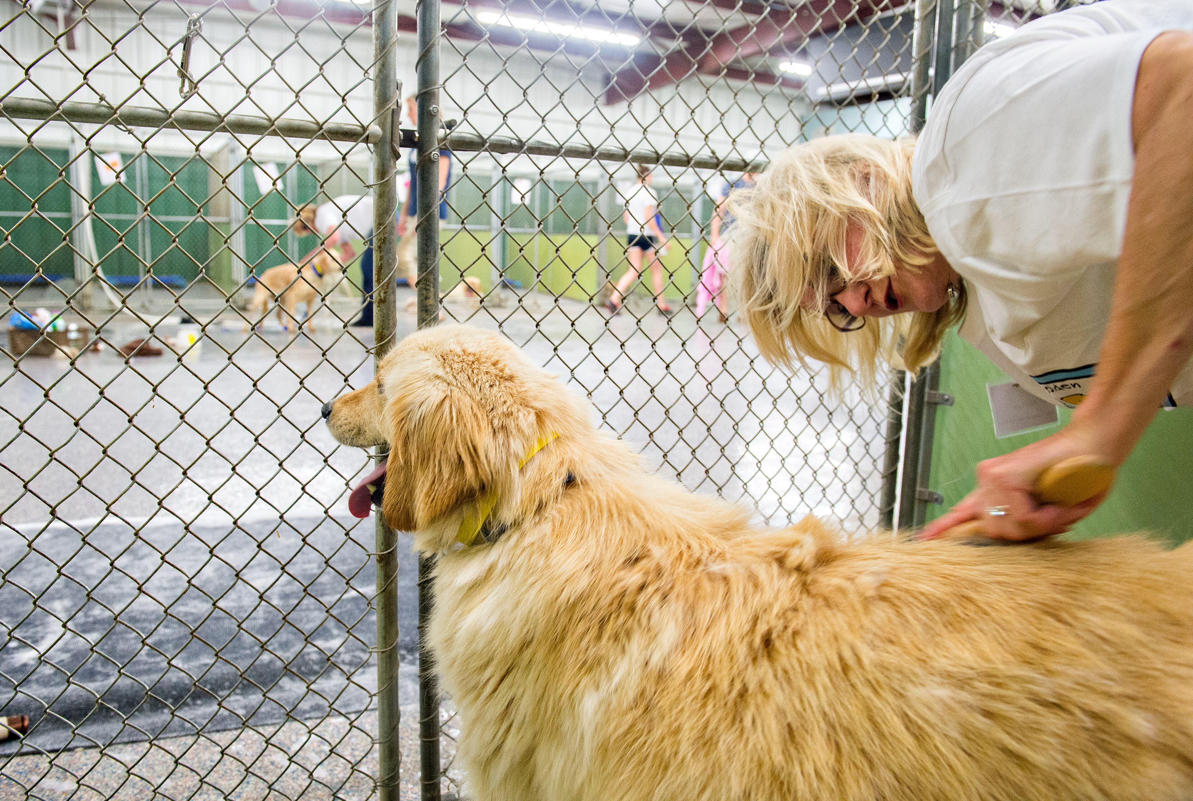 May 10, 2015 Alpharetta - Patti York brushes Jefferson at the Pet Lodge pet resort in Alpharetta on Sunday, May 10, 2015. Jefferson is one of 36 golden retrievers from Istanbul, Turkey that Adopt a Golden Atlanta has brought to Atlanta in the largest rescue of golden retrievers internationally. The 36 dogs are either from shelters or are street dogs, and range in age from six months to 10 years. JONATHAN PHILLIPS / SPECIAL