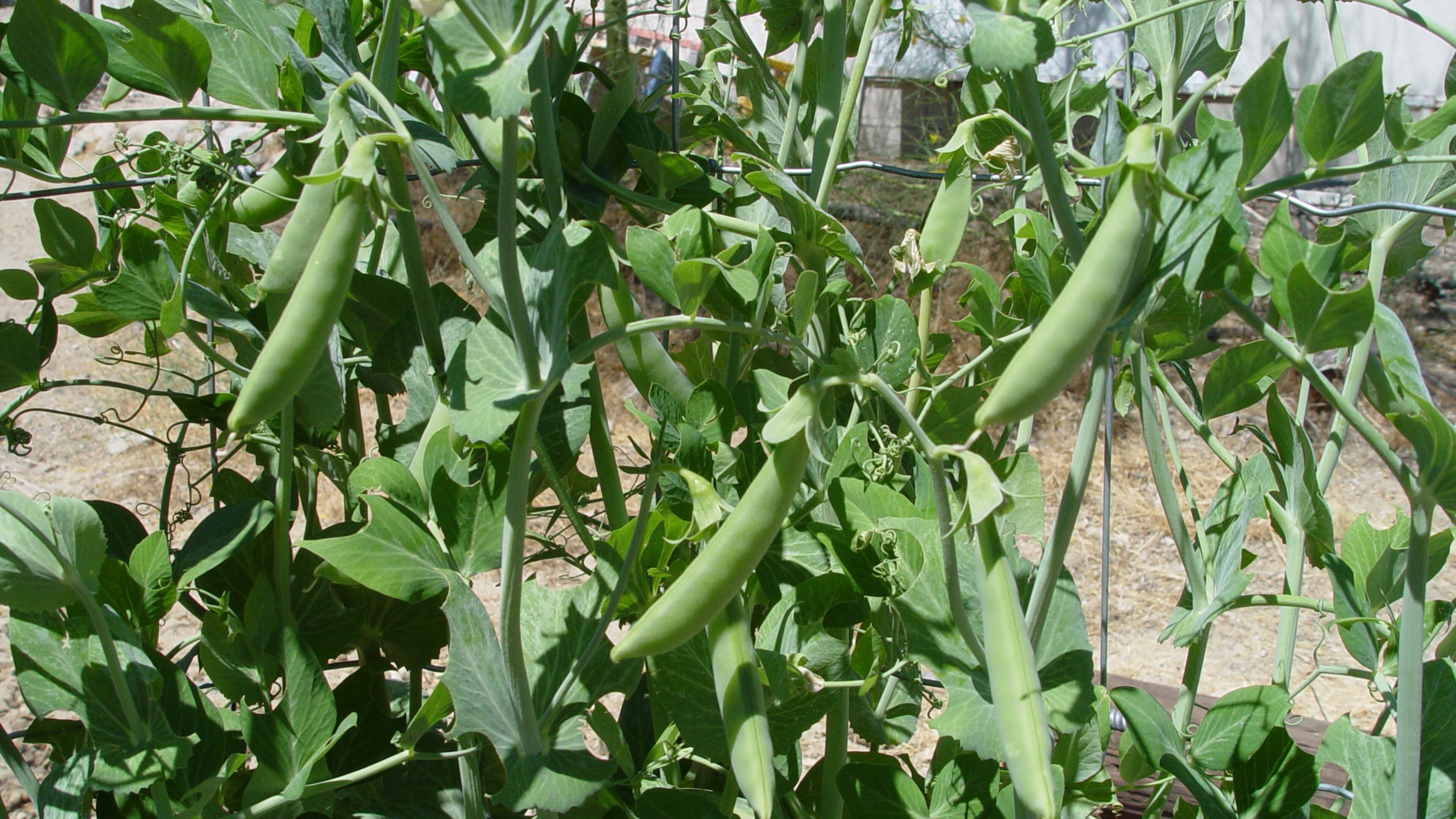 Edible podded snap and snow peas can be planted very early in warmer western regions. (Handout/TNS)