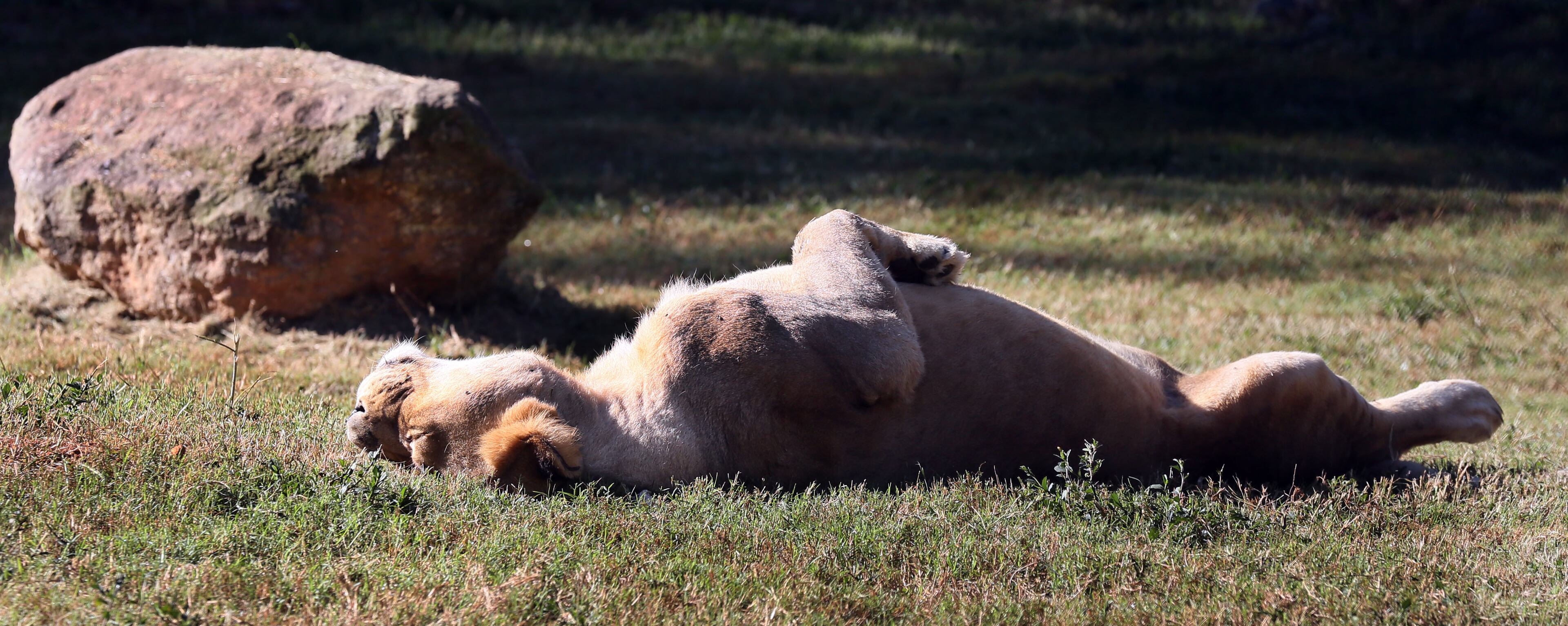 A lion name Leo suns himself at Noah's Ark, the exotic animal sanctuary in Locust Grove, on Friday October 11th, 2013. At Noah's Ark visitors can see a remarkable menagerie, including an unusual trio of carnivores - a bear, a lion and a tiger -- who live together. "The BLT" as they are known, were in danger of being split up, because of federal requirements requiring a doubling of fence heights, a cost of almost a half million dollars. Friends of "The BLT" came to the rescue. PHIL SKINNER / PSKINNER@AJC.COM