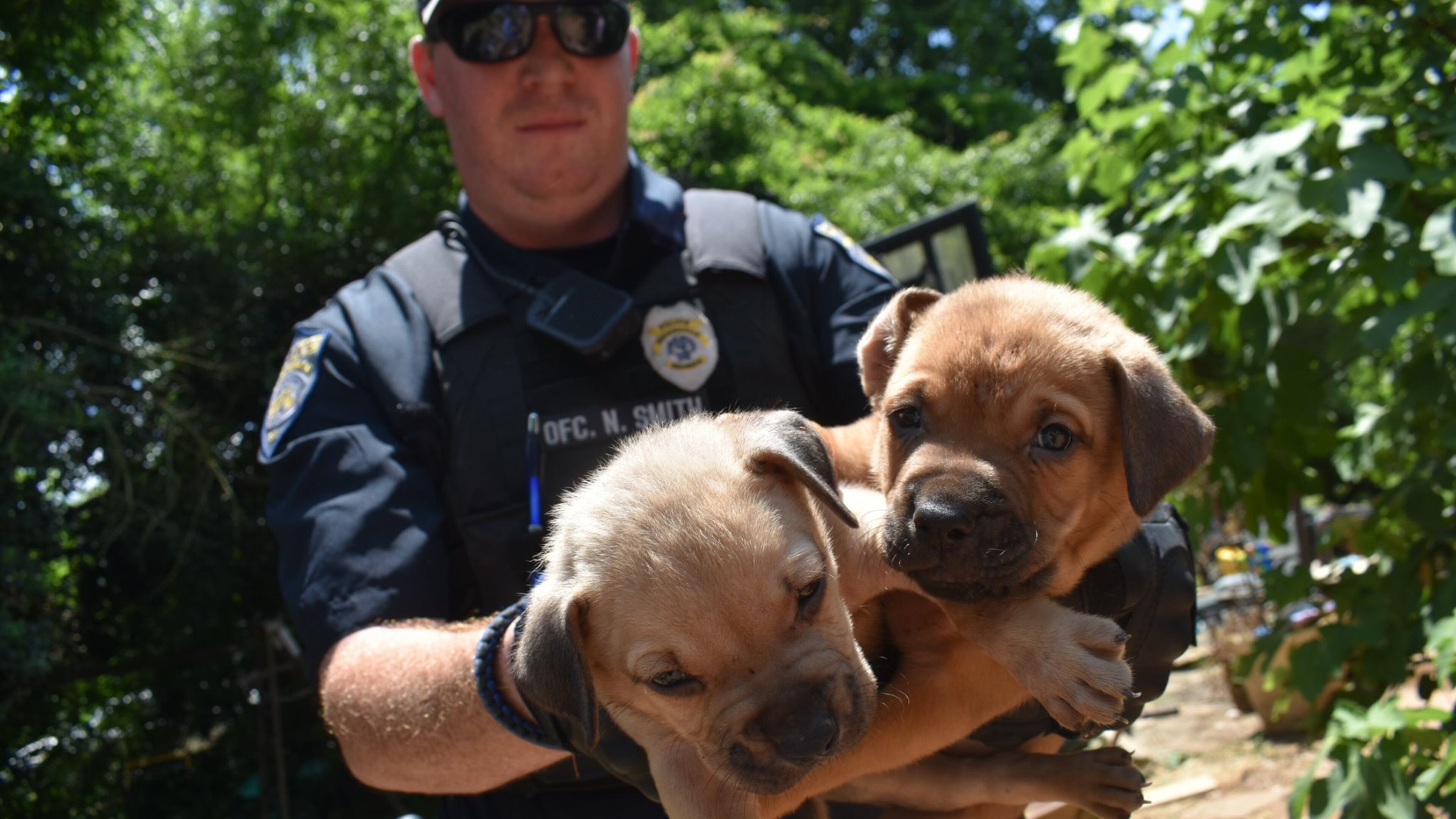 Authorites rescued 30 dogs, including nine puppies, from a LaGrange home during a hoarding investigation. The dogs will be available for adoption Monday morning at the LaGrange Animal Shelter.