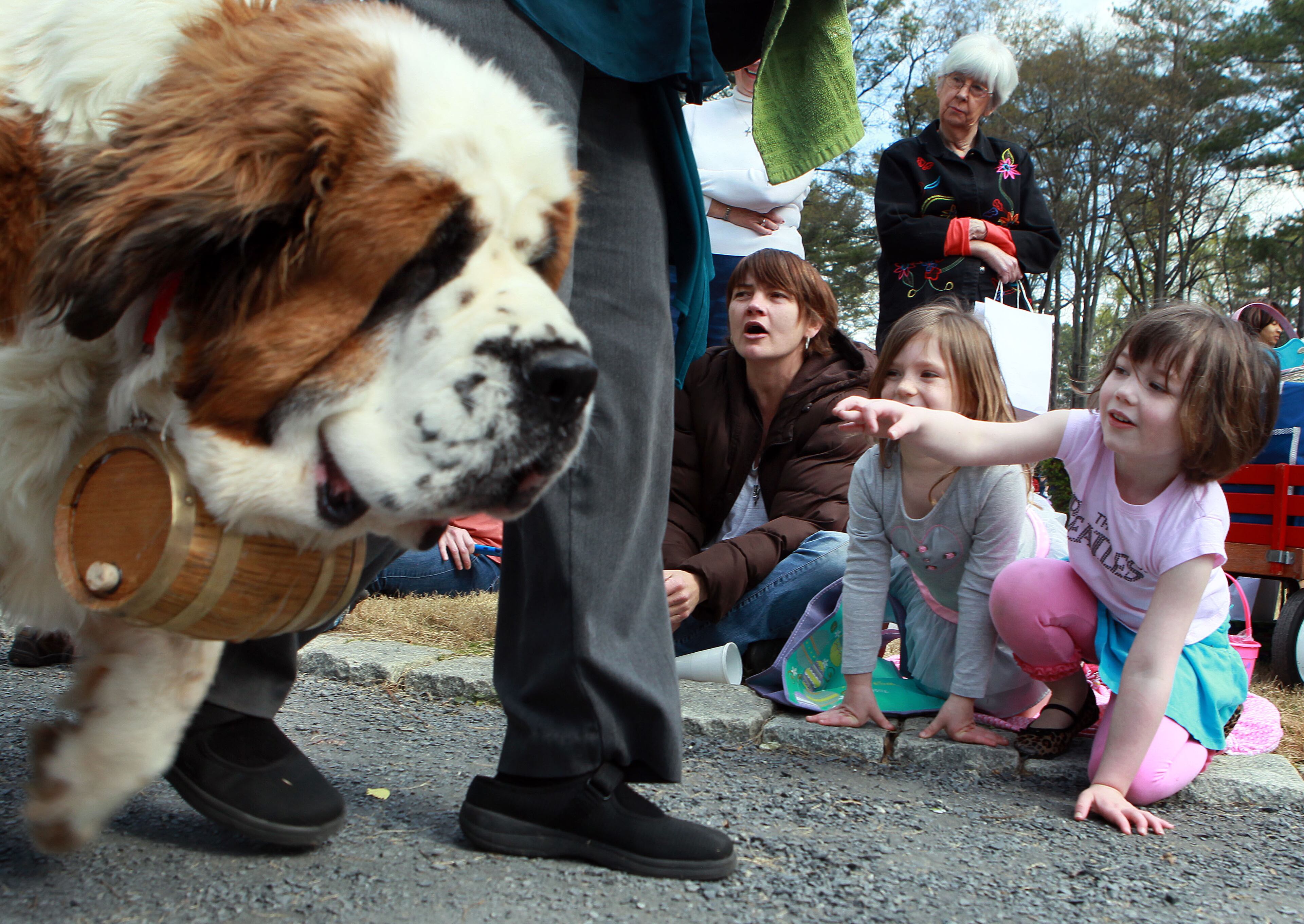 A St. Bernard named Maggie May Hartley (left) walks past Kate Lesser, Mackenzie James (age 6) & Penelope Lesser (5) during the City of Avondale Estates Annual Dog Parade at the Community Club on Lake Avondale on Sat. March 30th, 2013.