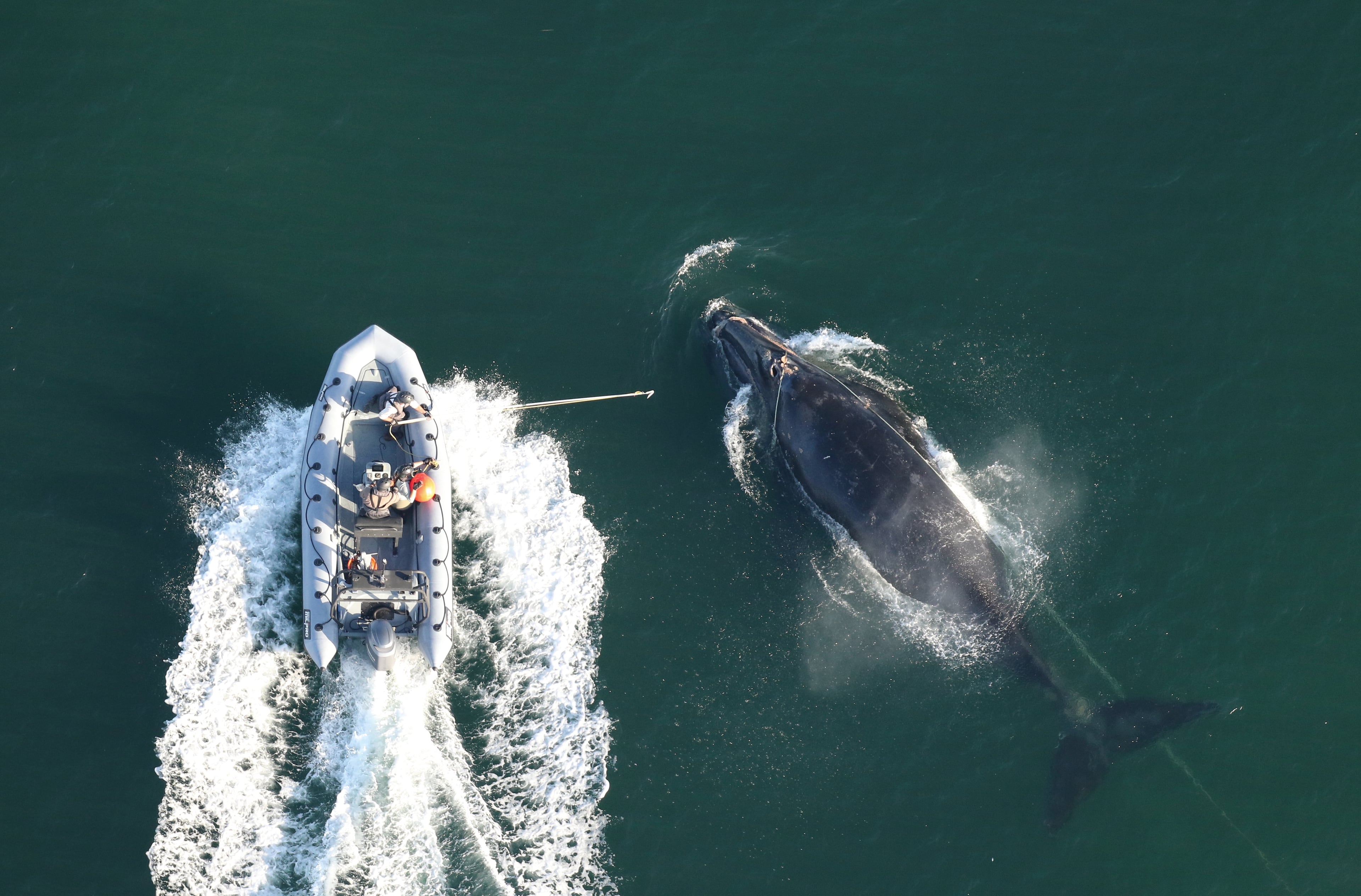 Georgia Department of Natural Resources staff work to disentangle right whale No. 5217 off Jekyll Island on Dec. 3, 2025. Credit: Clearwater Marine Aquarium Research Institute/taken under NOAA permit 24359. Credit and permit number required for use. Aerial survey funded by NOAA Fisheries and Georgia DNR.