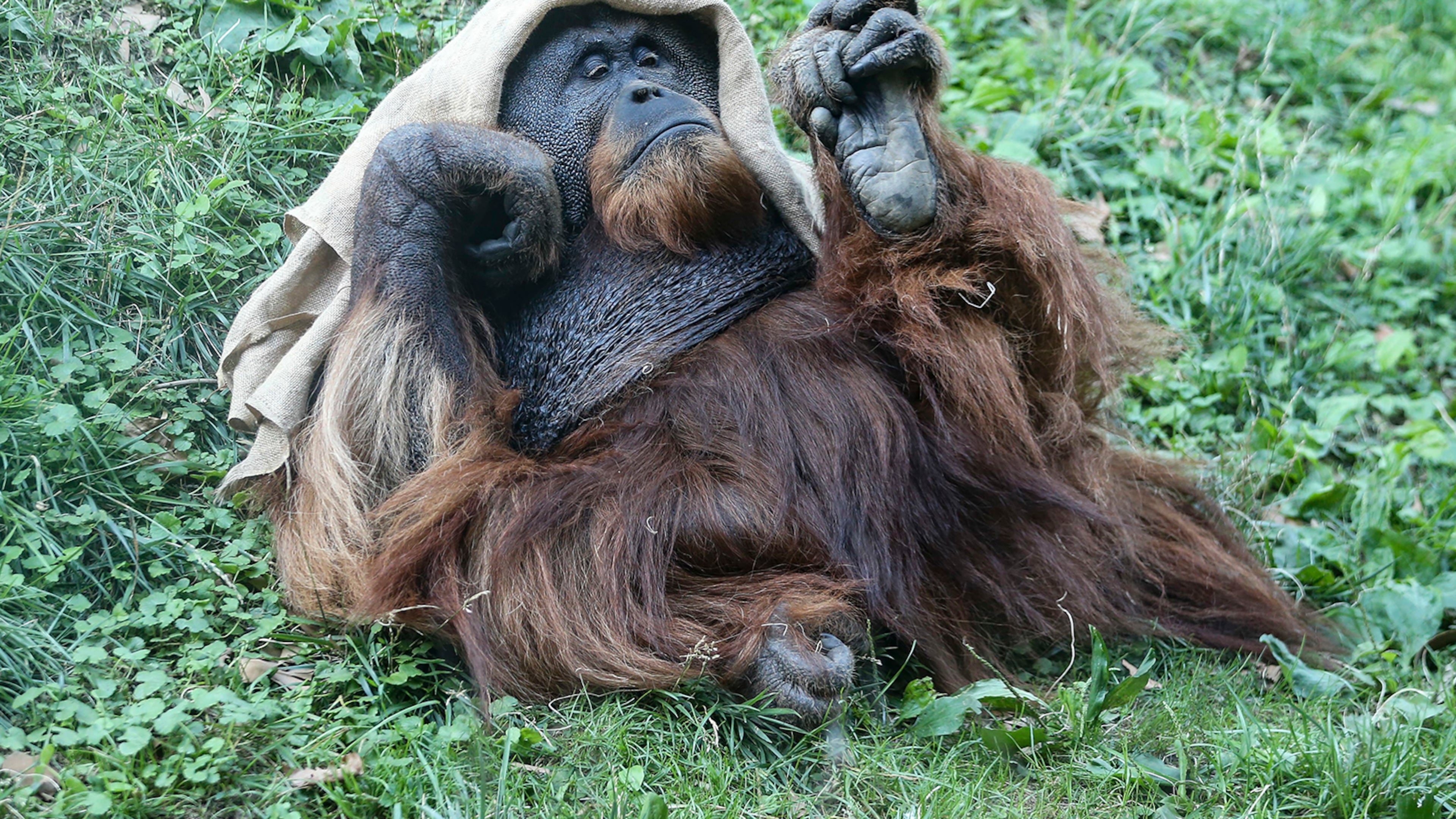 Sugi, a 25-year-old Sumatran orangutan at the Philadelphia Zoo, is scheduled to receive a COVID-19 vaccine. (Steven M. Falk/The Philadelphia Inquirer/TNS)