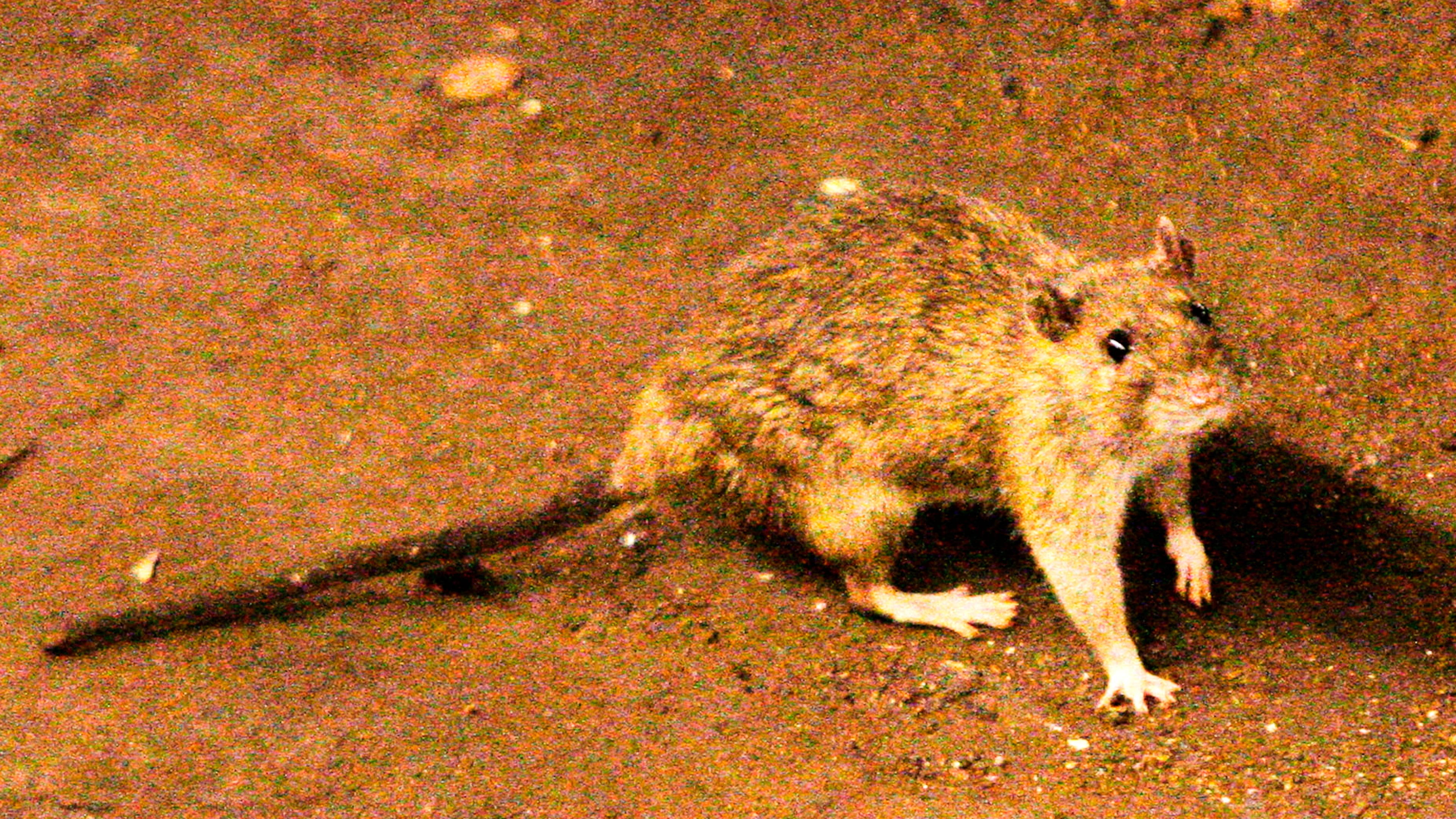 FILE - In this June 15, 2010 file photo, a rat wanders the subway tracks at Union Square in New York. (AP Photo/Frank Franklin II, File)