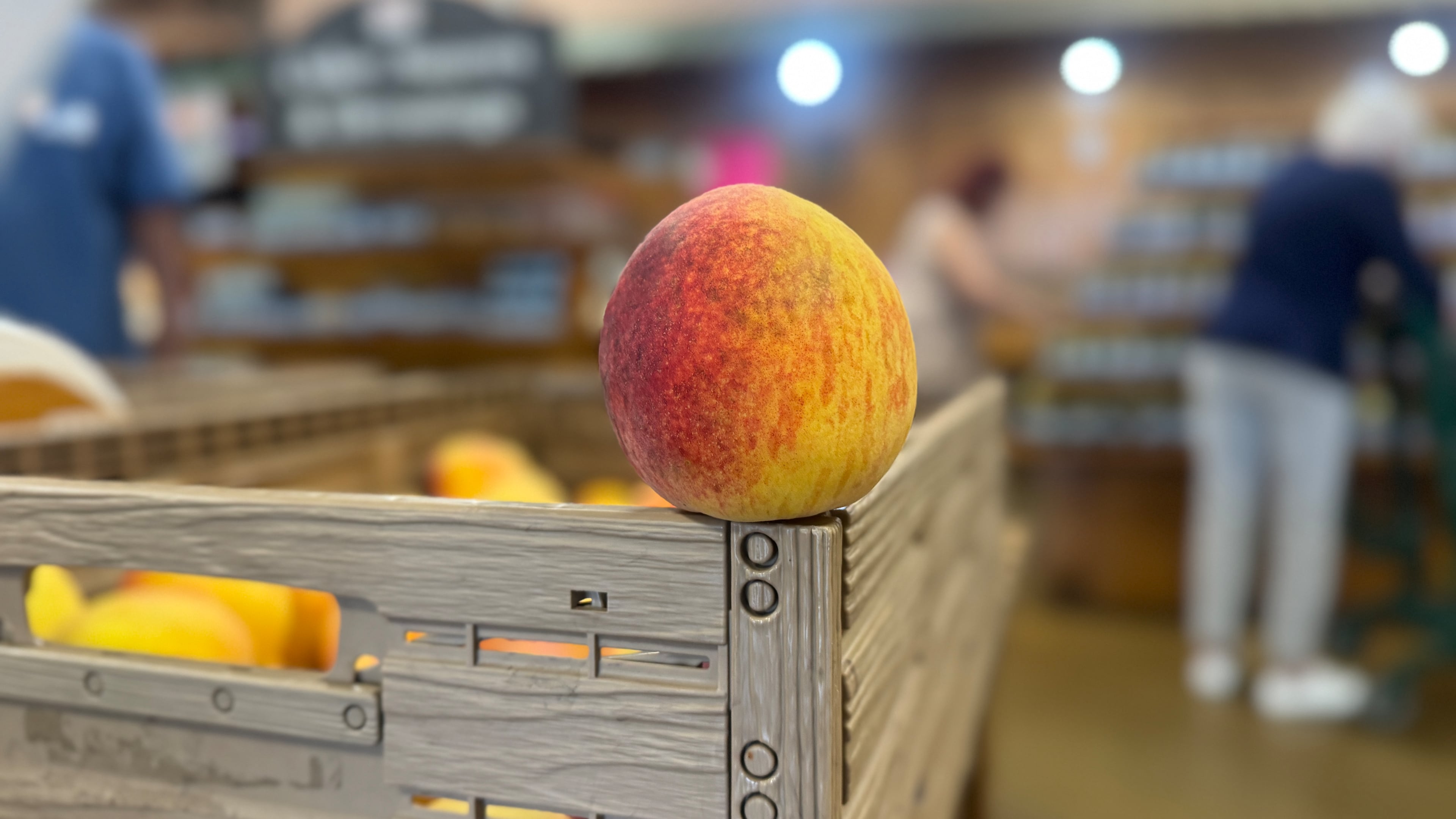 A peach inside the retail market at Lane Southern Orchards in Peach County. (Joe Kovac Jr./AJC)