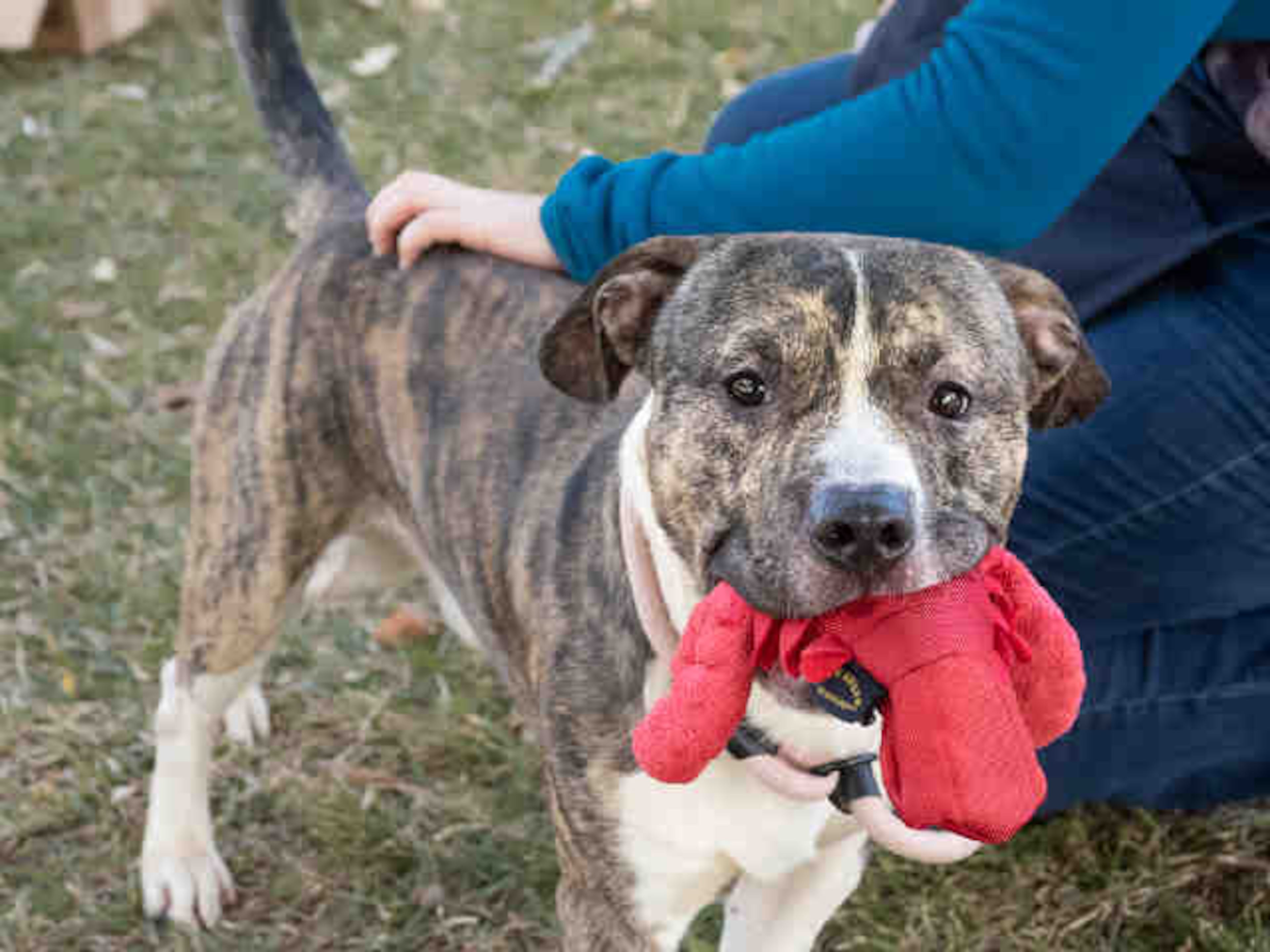 Ichigo is our pet of the week from the folks at Lifeline.