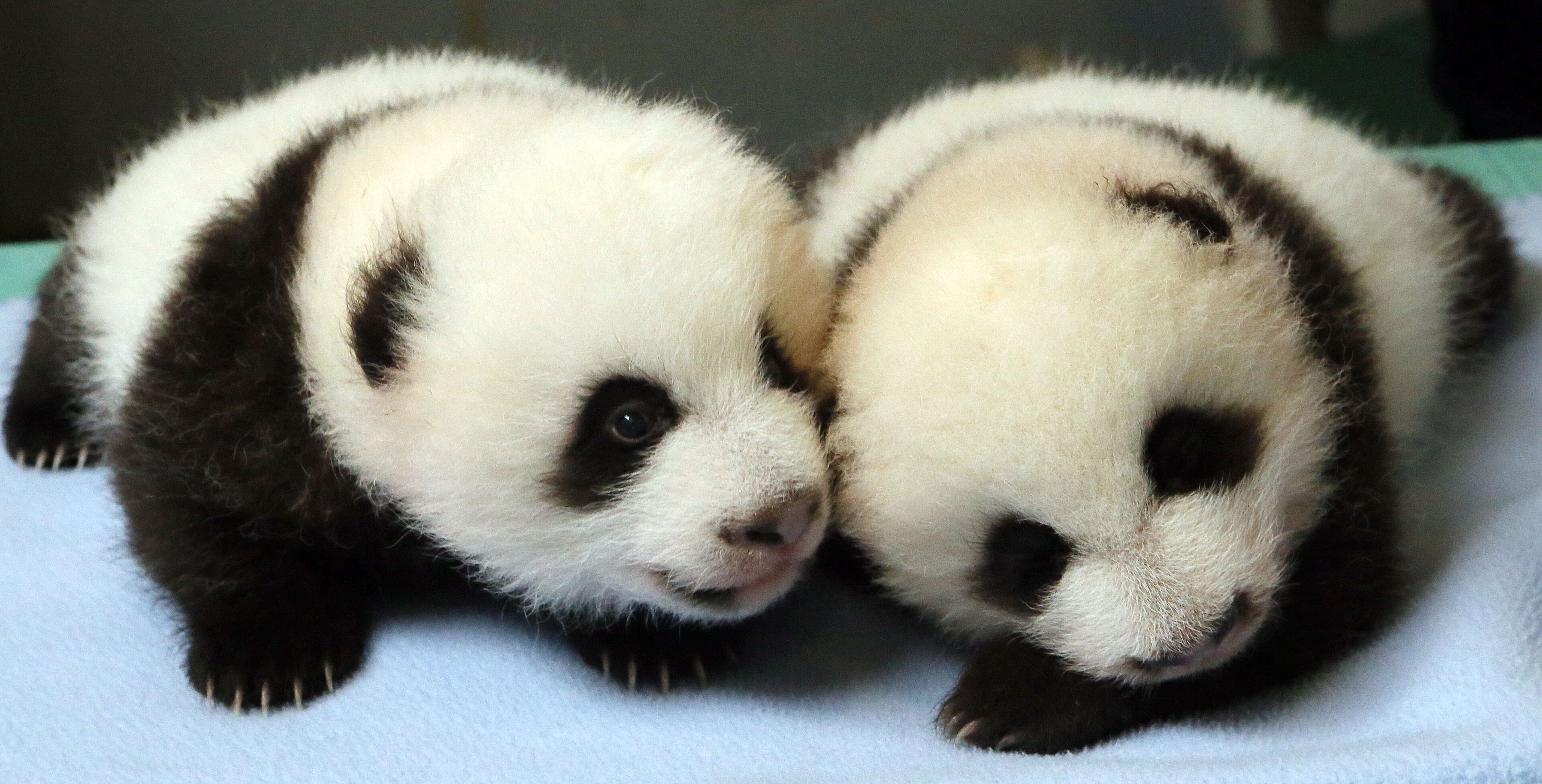 Panda Bear cub "B" (left) lays next to cub "A" while waiting for a weigh in at Zoo Atlanta on Wednesday September 18, 2013.
