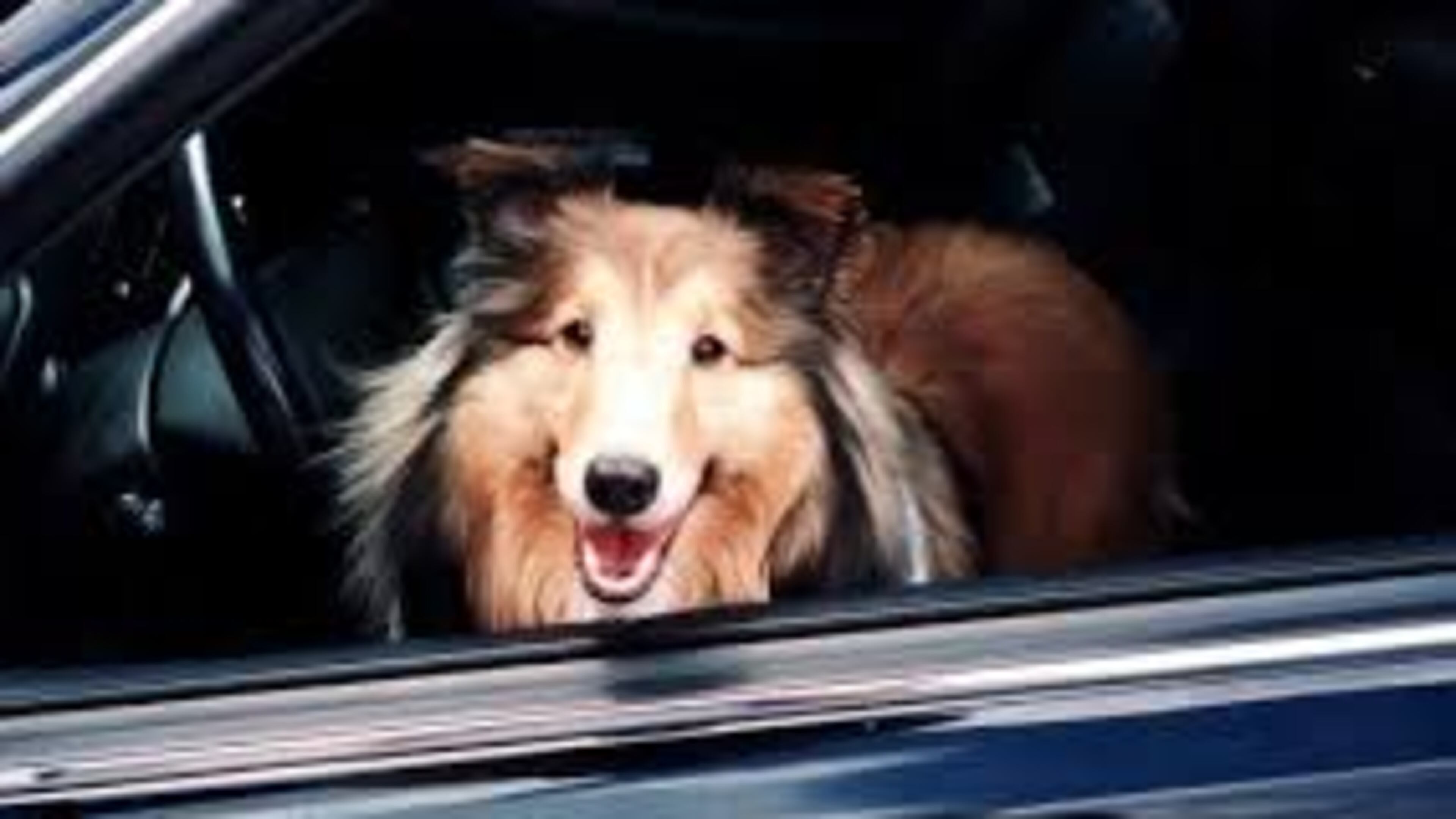 Henry County animal control officials are on the lookout for pets left in hot cars.