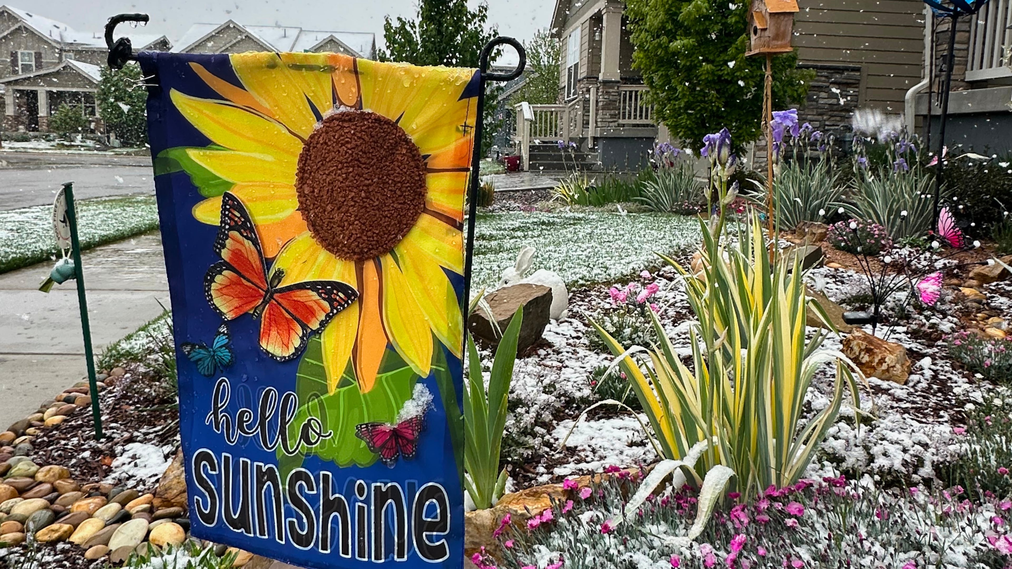 Wet snow falls on flowers Tuesday, May 5, 2026, in Fort Collins, Colo. (AP Photo/Mead Gruver)