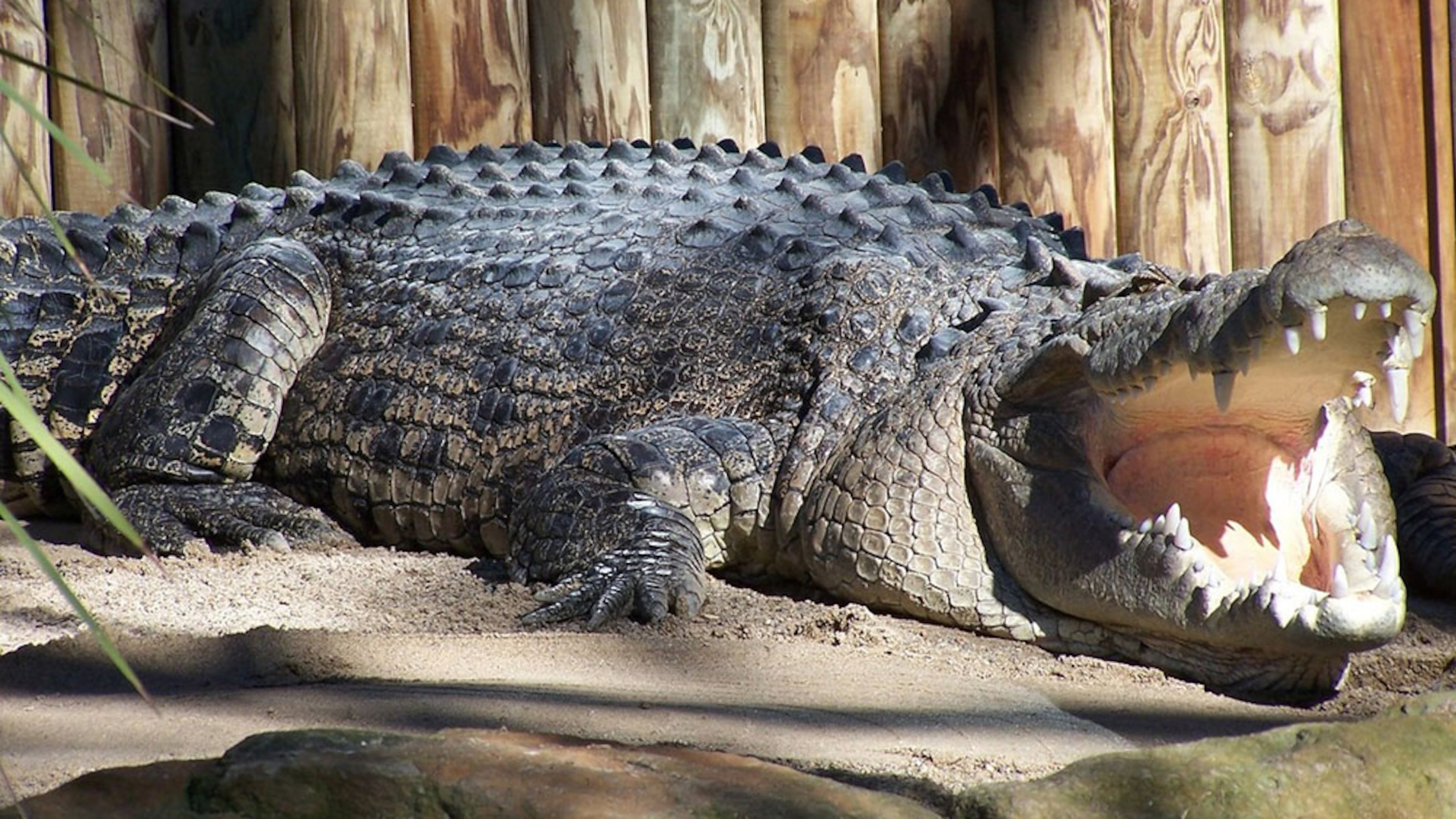 File photo of a crocodile