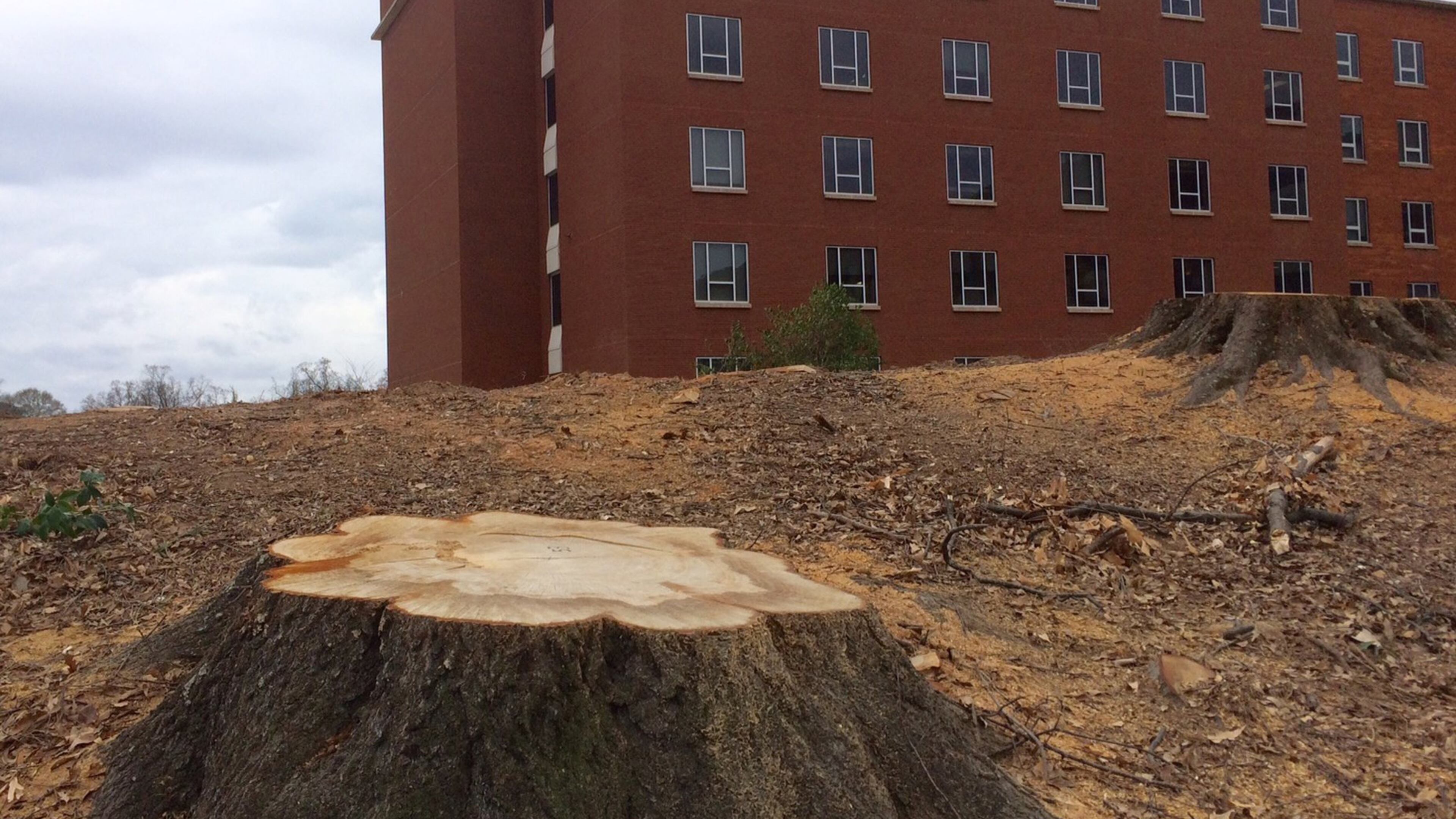 A tree stump “grows” in Buckhead? Photo credit: Bill Torpy