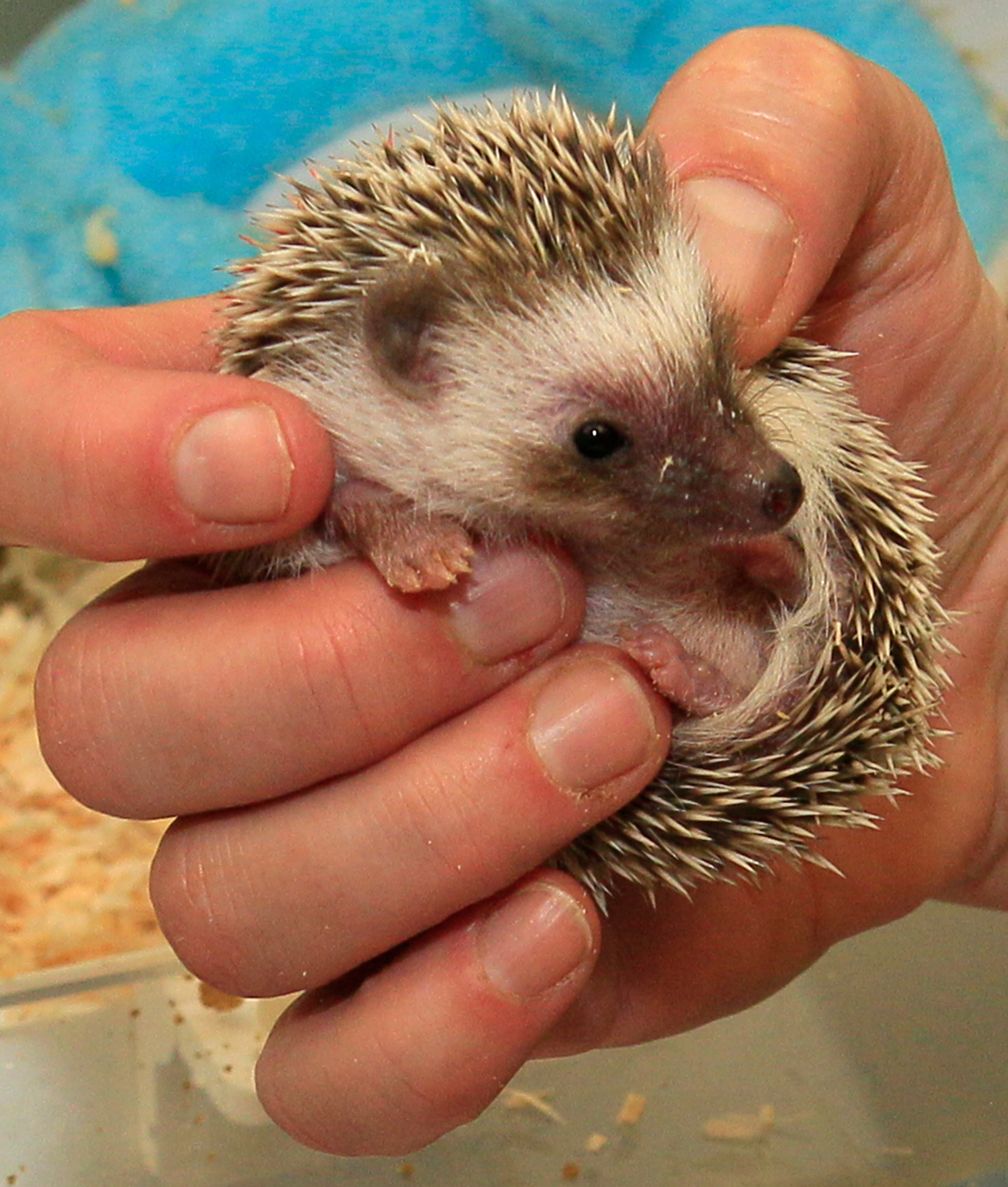 A Cincinnati Zoo nursery keeper Dawn Strasser holds a one-month-old hedgehog, which is being hand raised by the nursery keepers until it is old enough to be included in the zoo's animal outreach program. (AP Photo/Al Behrman)