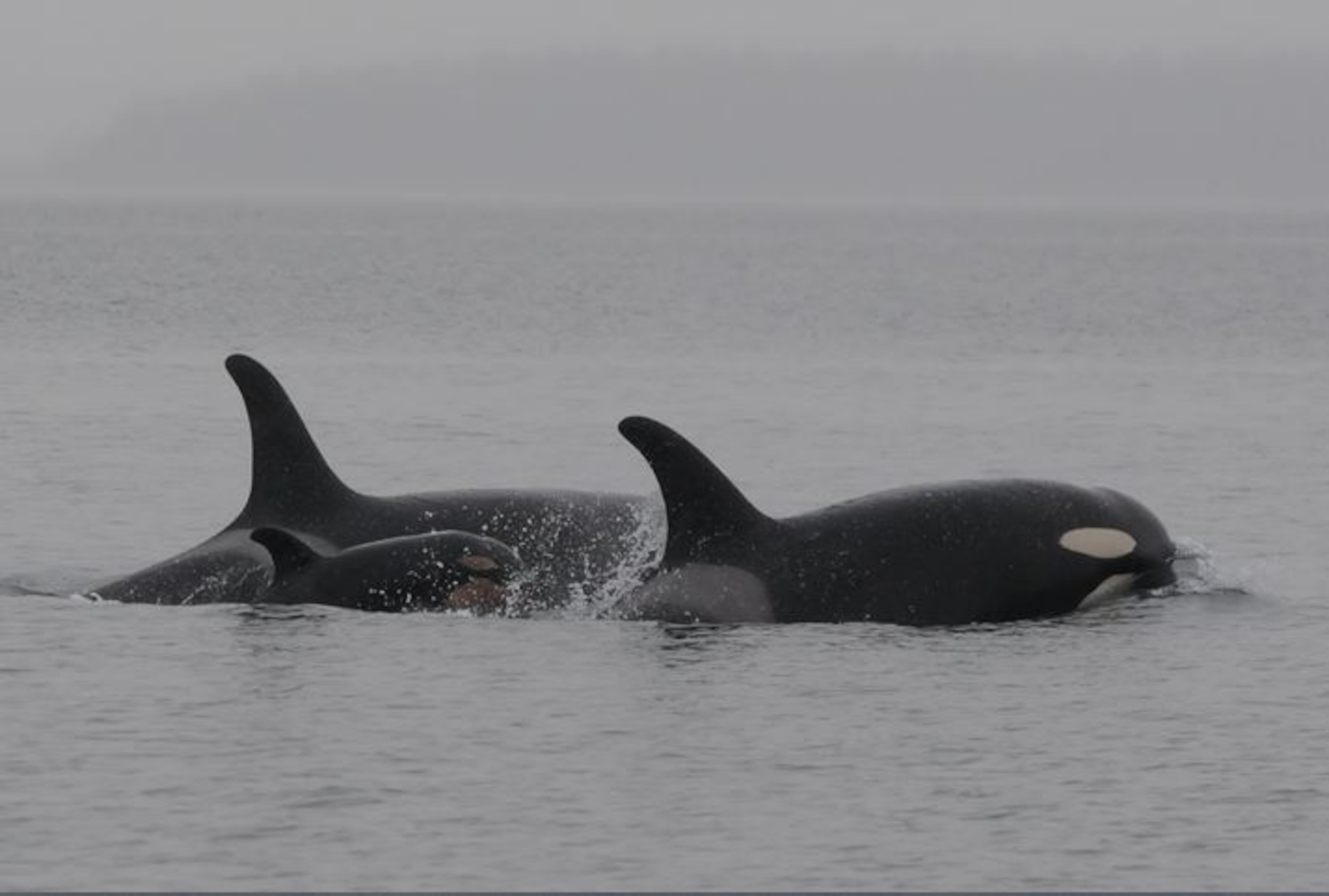 Another new baby was spotted in J pod in February. After spending the past two weeks near the west entrance of the Strait of Juan de Fuca, J pod finally came back into the interior Salish Sea waters and showed off another brand new baby whale. (Photo: Ken Balcomb, Center for Whale Research)